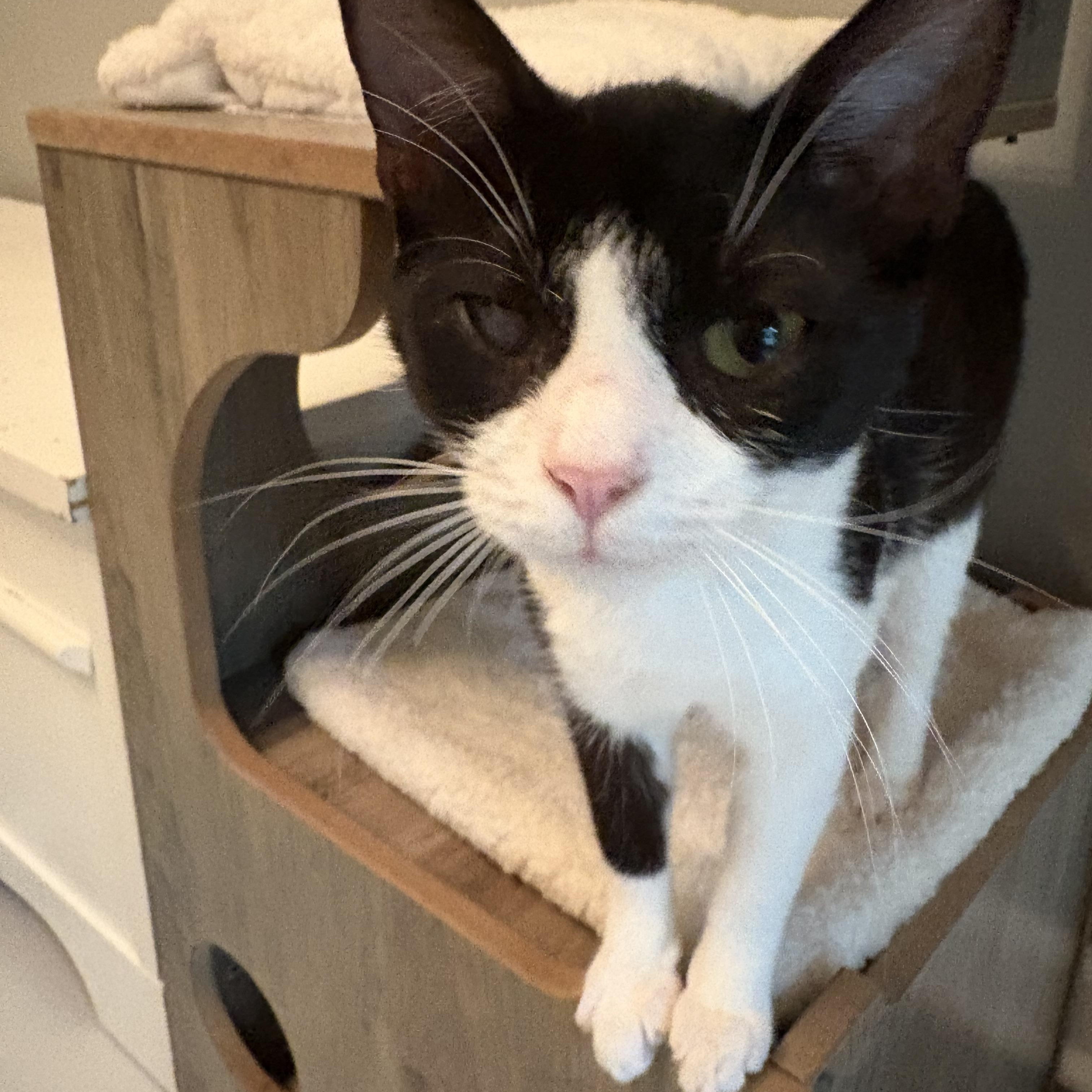 Ellie, Adoptable, Young Female Domestic Short Hair.