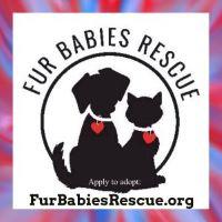 Enlarge Ellie, a Adoptable Domestic Short Hair in Hickory, NC image 3/4