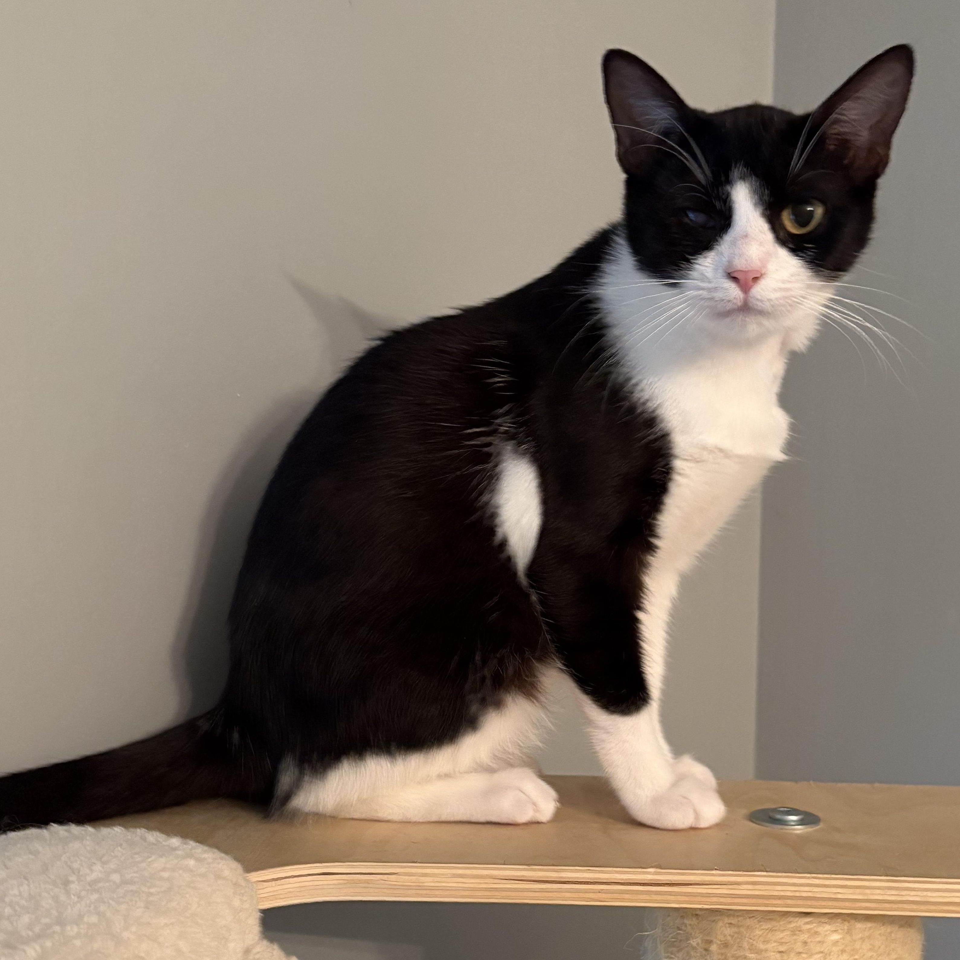 Enlarge Ellie, a Adoptable Domestic Short Hair in Hickory, NC image 4/4