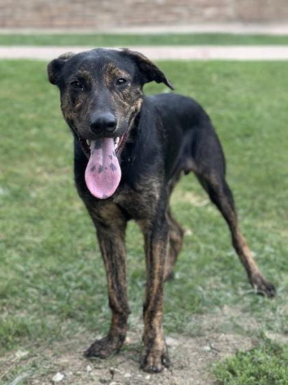 Tigger, Adoptable, Young Male Retriever & Plott Hound.