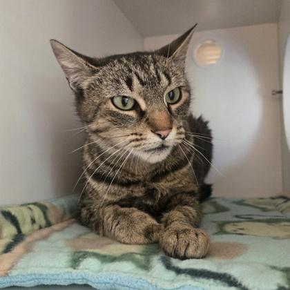 Sugar, ADOPTABLE, Adult Female Domestic Short Hair.
