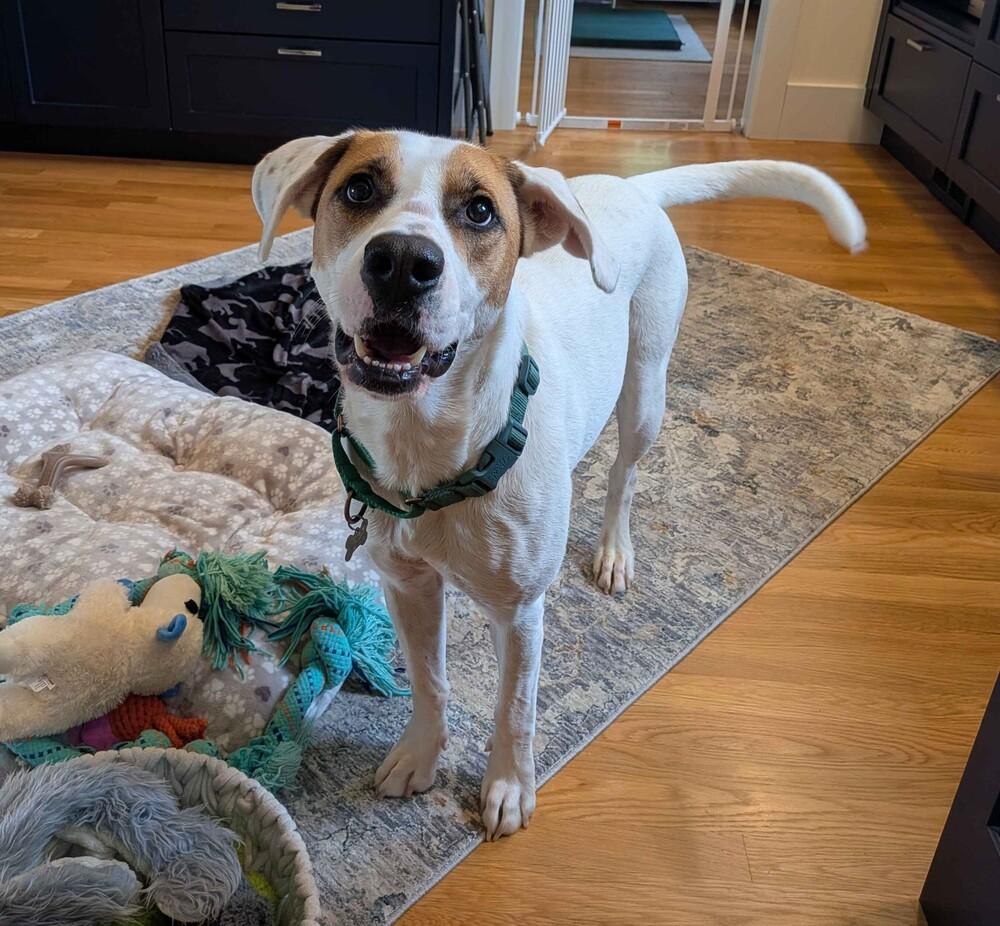 Enlarge Mae - FOSTER NEEDED, a Adoptable Mixed Breed in Seattle, WA image 1/6