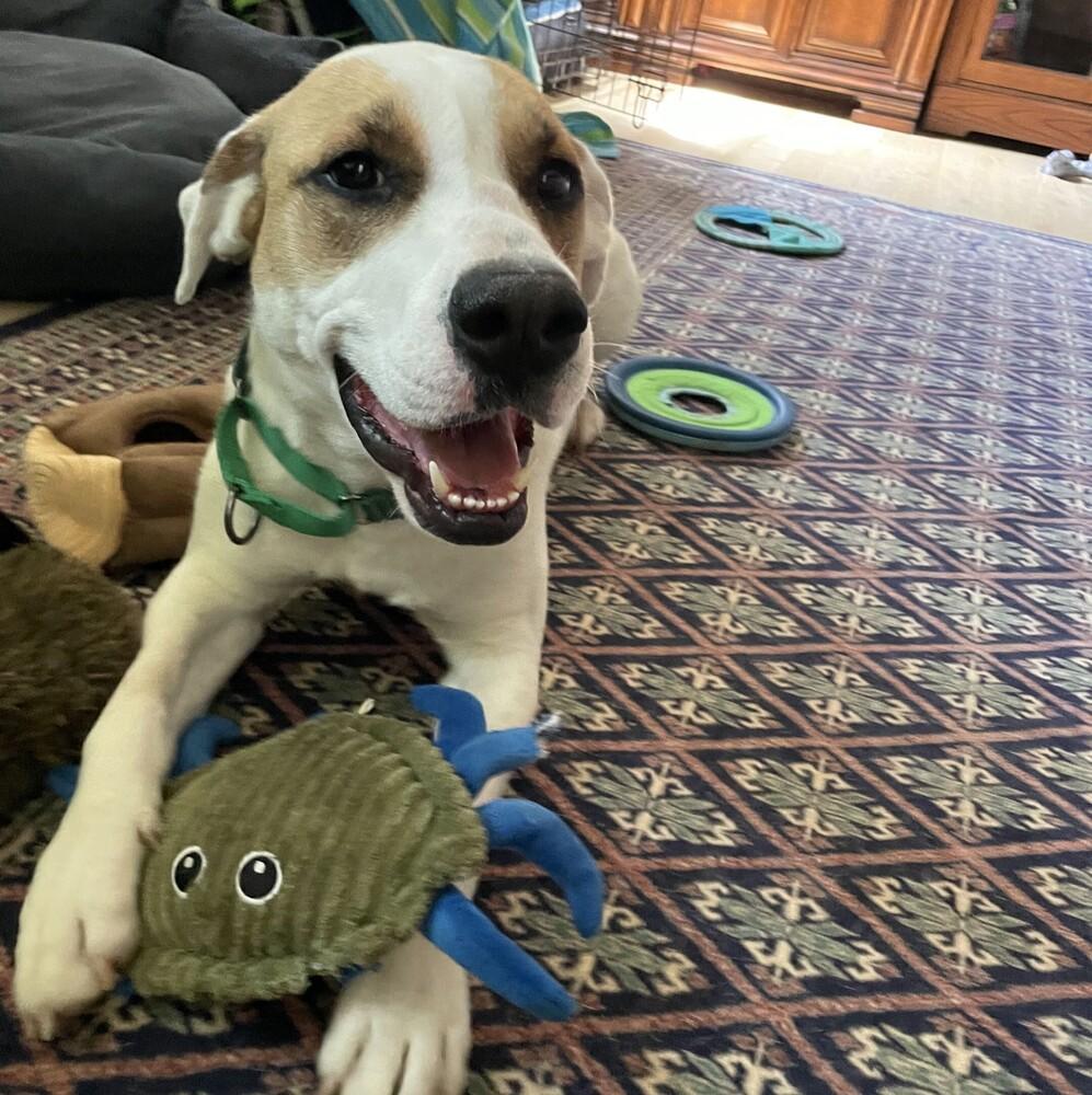 Enlarge Mae - FOSTER NEEDED, a Adoptable Mixed Breed in Seattle, WA image 2/6