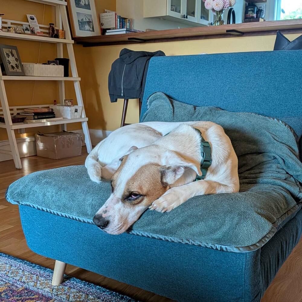 Enlarge Mae - FOSTER NEEDED, a Adoptable Mixed Breed in Seattle, WA image 4/6