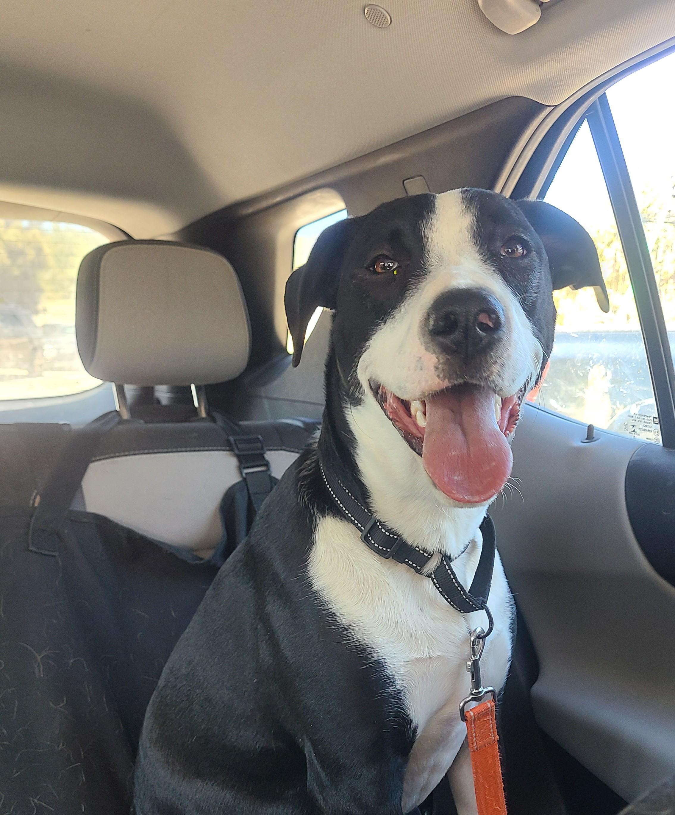 Patches, a ADOPTABLE mixed breed in Newcastle, WY image 2/3