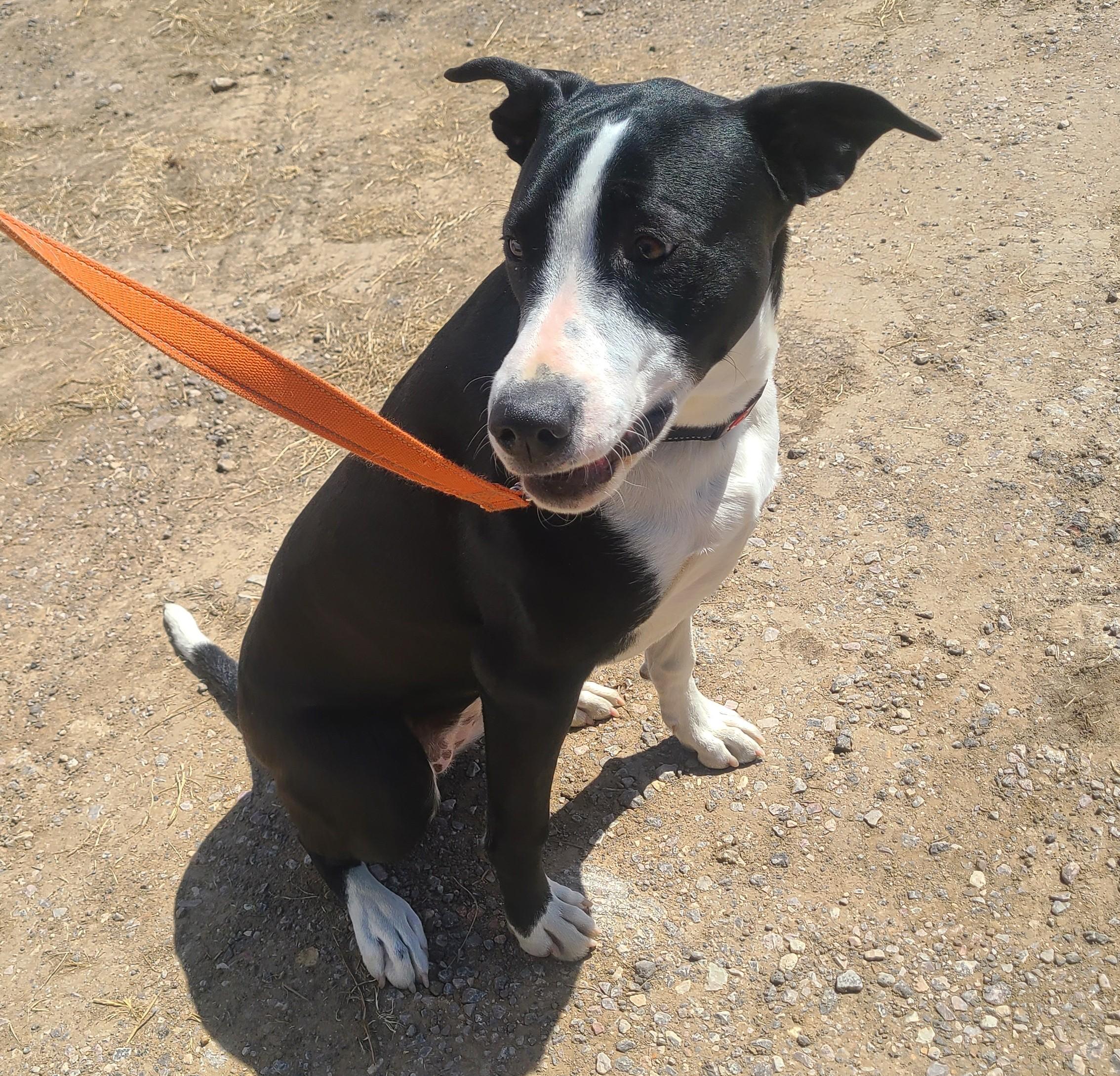 Patches, a ADOPTABLE mixed breed in Newcastle, WY image 3/3