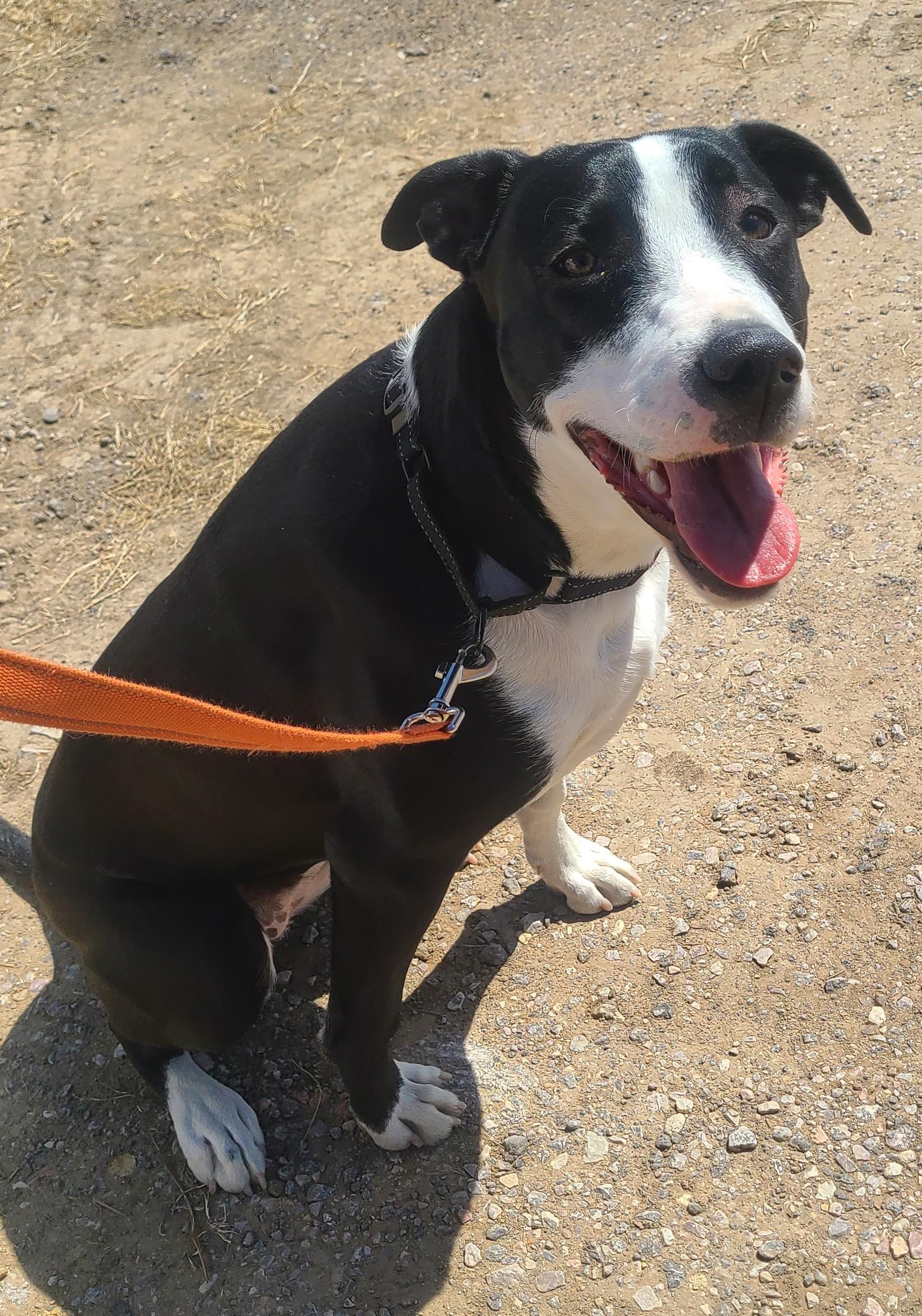 Patches, a ADOPTABLE mixed breed in Newcastle, WY image 1/3
