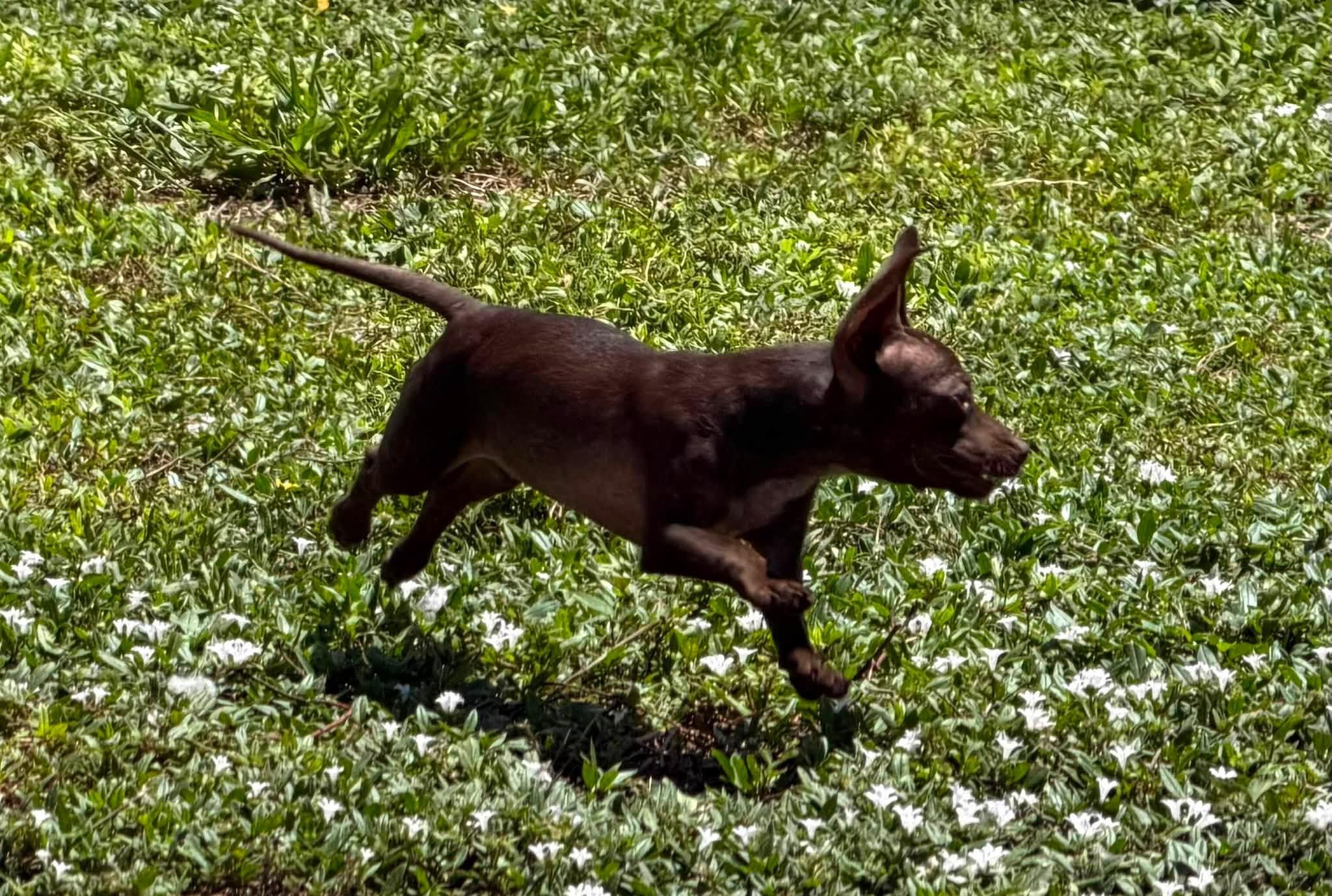Enlarge Joey - Vero Beach, a Adoptable mixed breed in Vero Beach , FL image 3/4