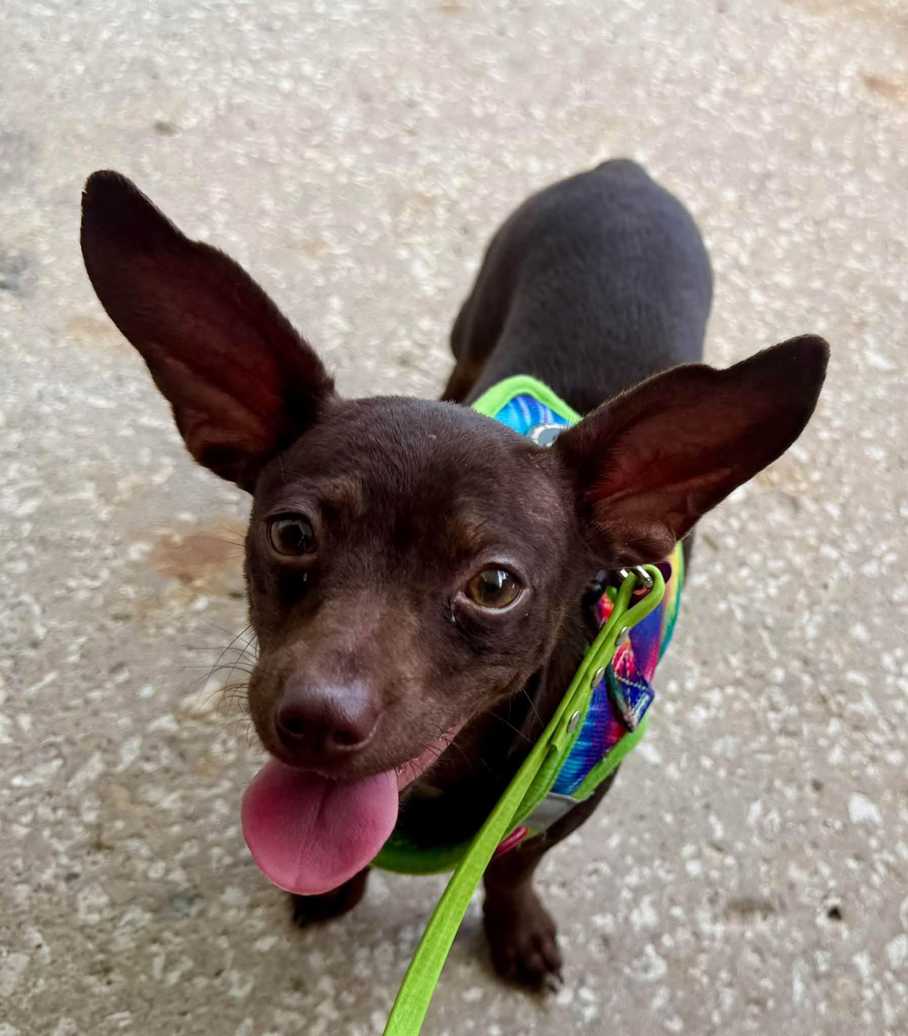 Enlarge Joey - Vero Beach, a Adoptable mixed breed in Vero Beach , FL image 1/4