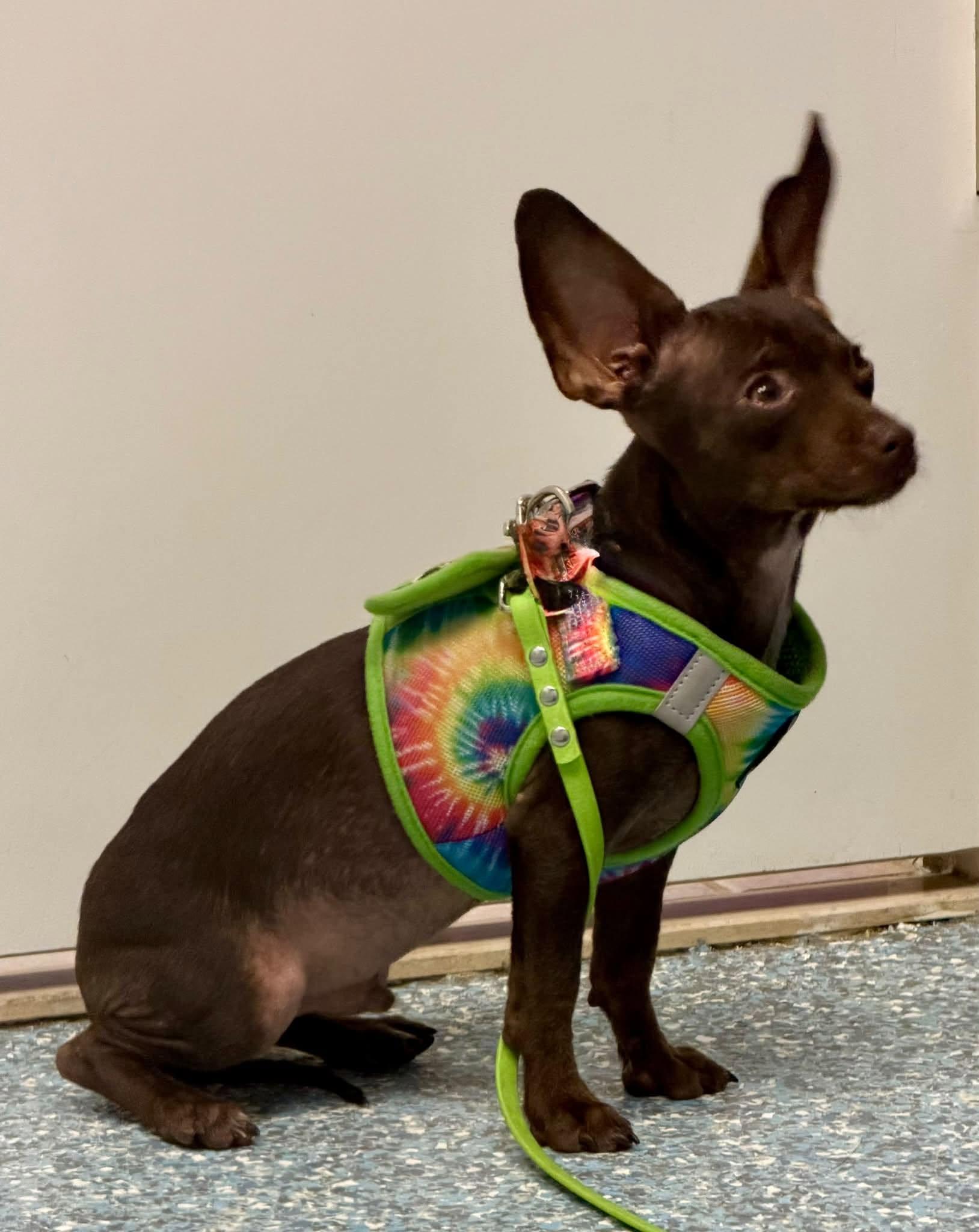 Enlarge Joey - Vero Beach, a Adoptable mixed breed in Vero Beach , FL image 4/4