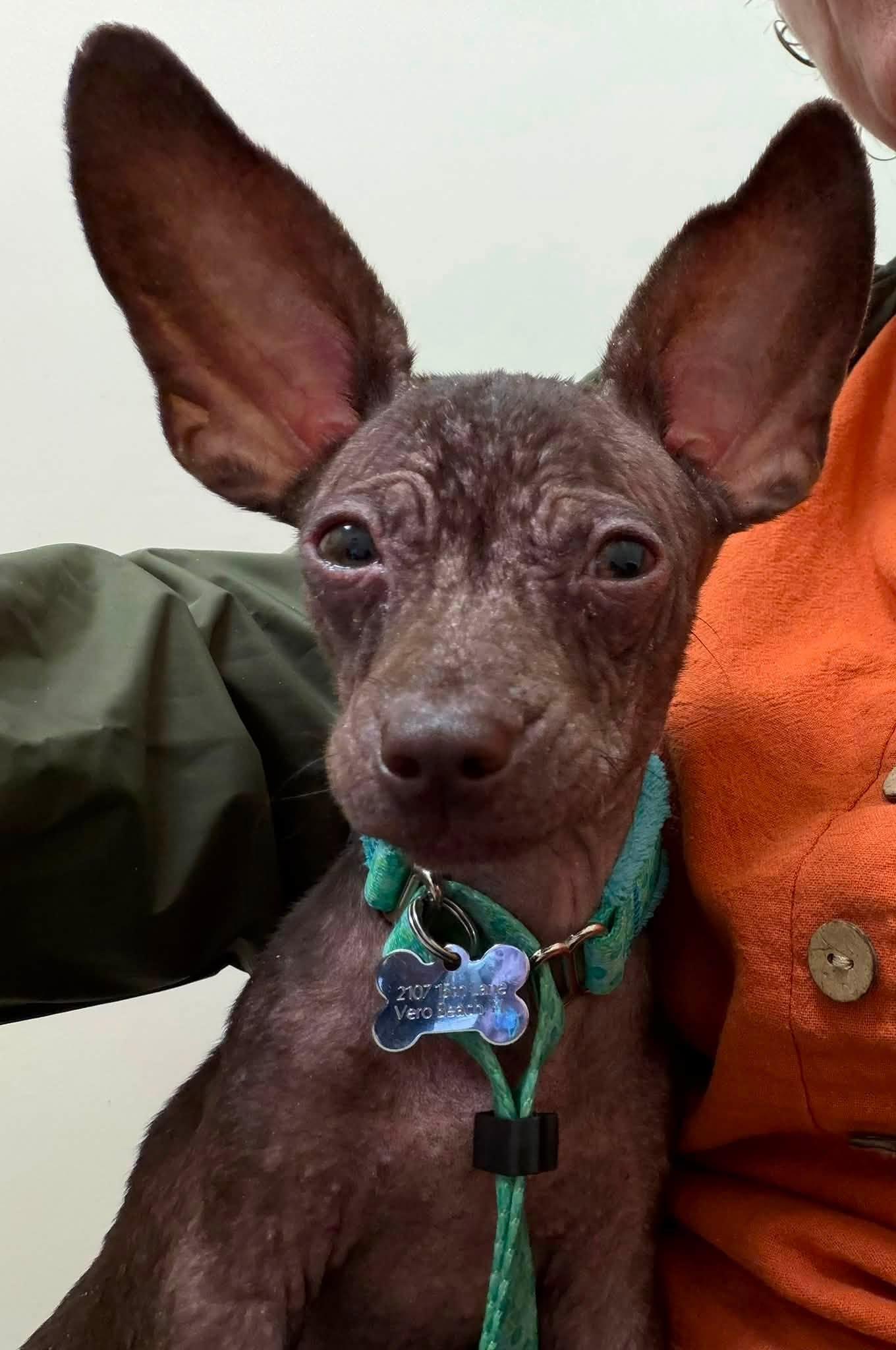 Enlarge Joey - Vero Beach, a Adoptable mixed breed in Vero Beach , FL image 2/4