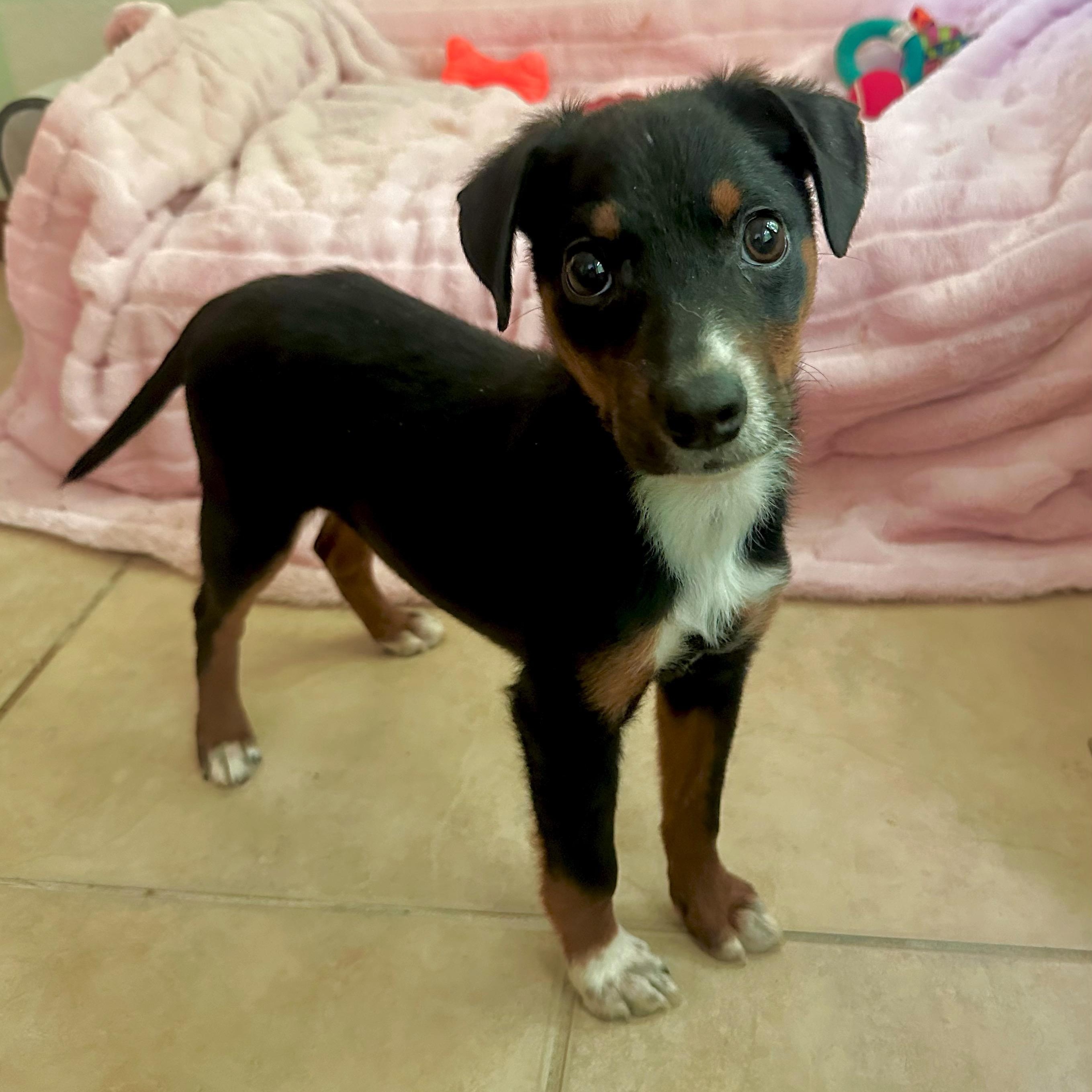 Nora, ADOPTABLE, Puppy Female Rat Terrier.