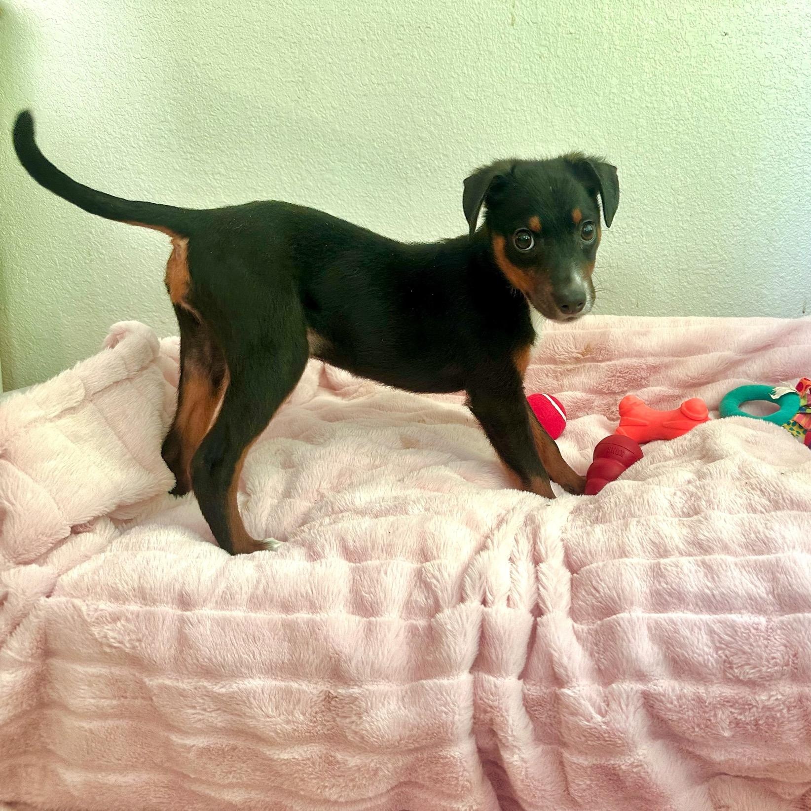 Nora, an adopted mixed breed in High Ridge, MO image 3/3