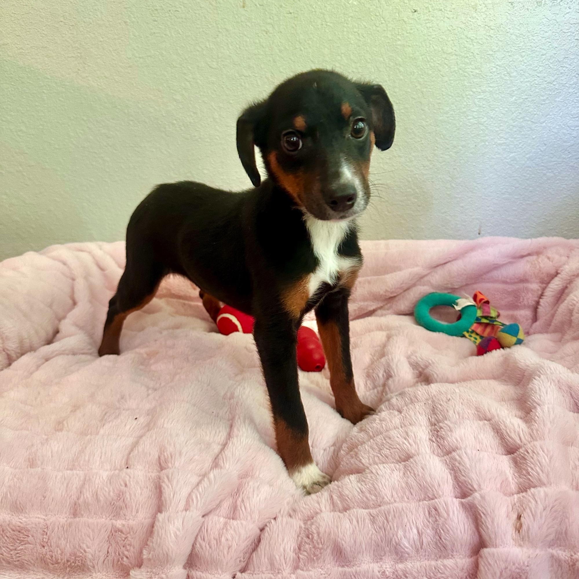 Nora, an adopted mixed breed in High Ridge, MO image 2/3