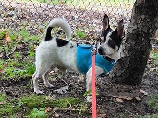 Jerry, Adoptable, Adult Male Chihuahua.