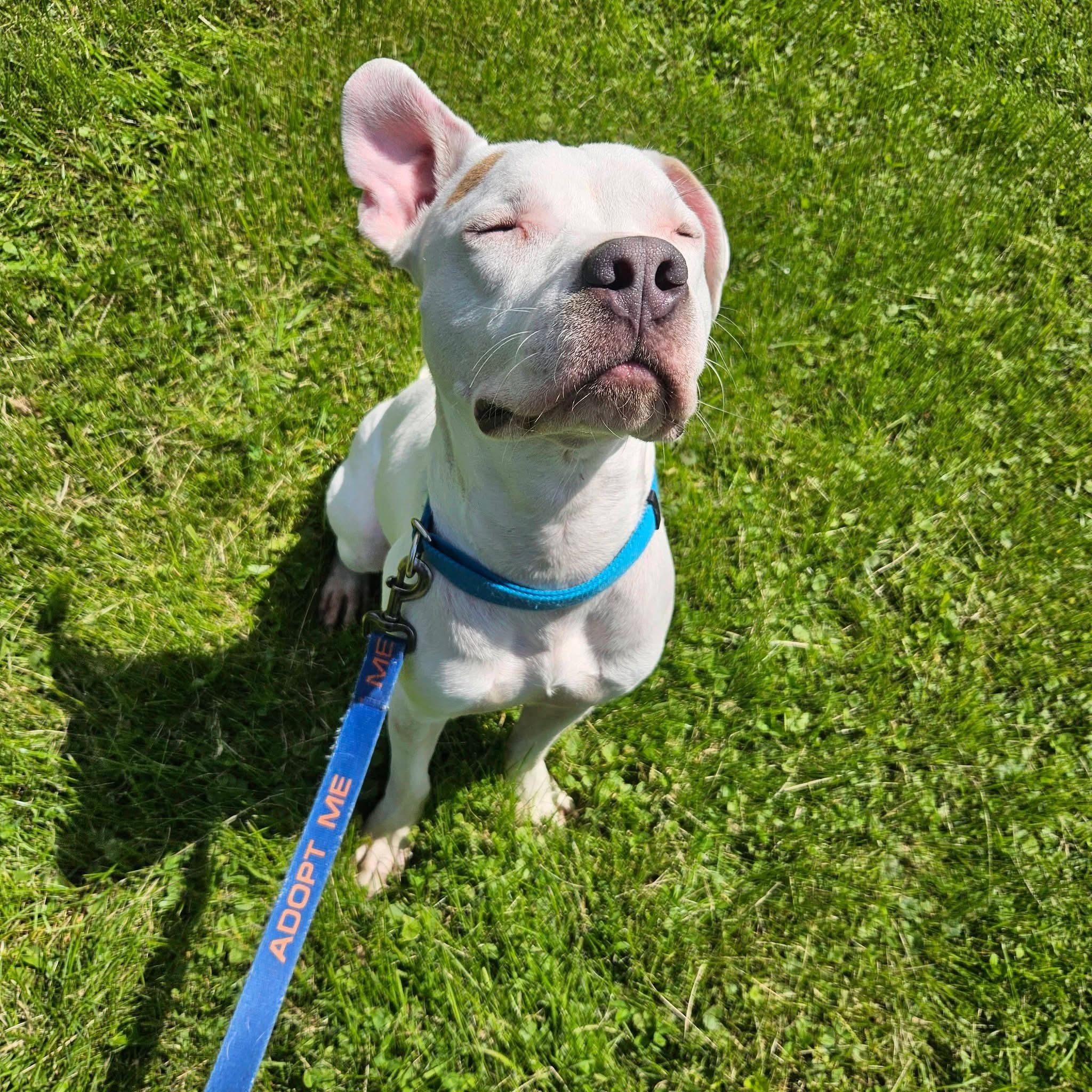 Enlarge Zero, a ADOPTABLE mixed breed in Grafton, OH image 4/6