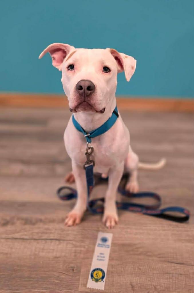 Enlarge Zero, a ADOPTABLE mixed breed in Grafton, OH image 2/6
