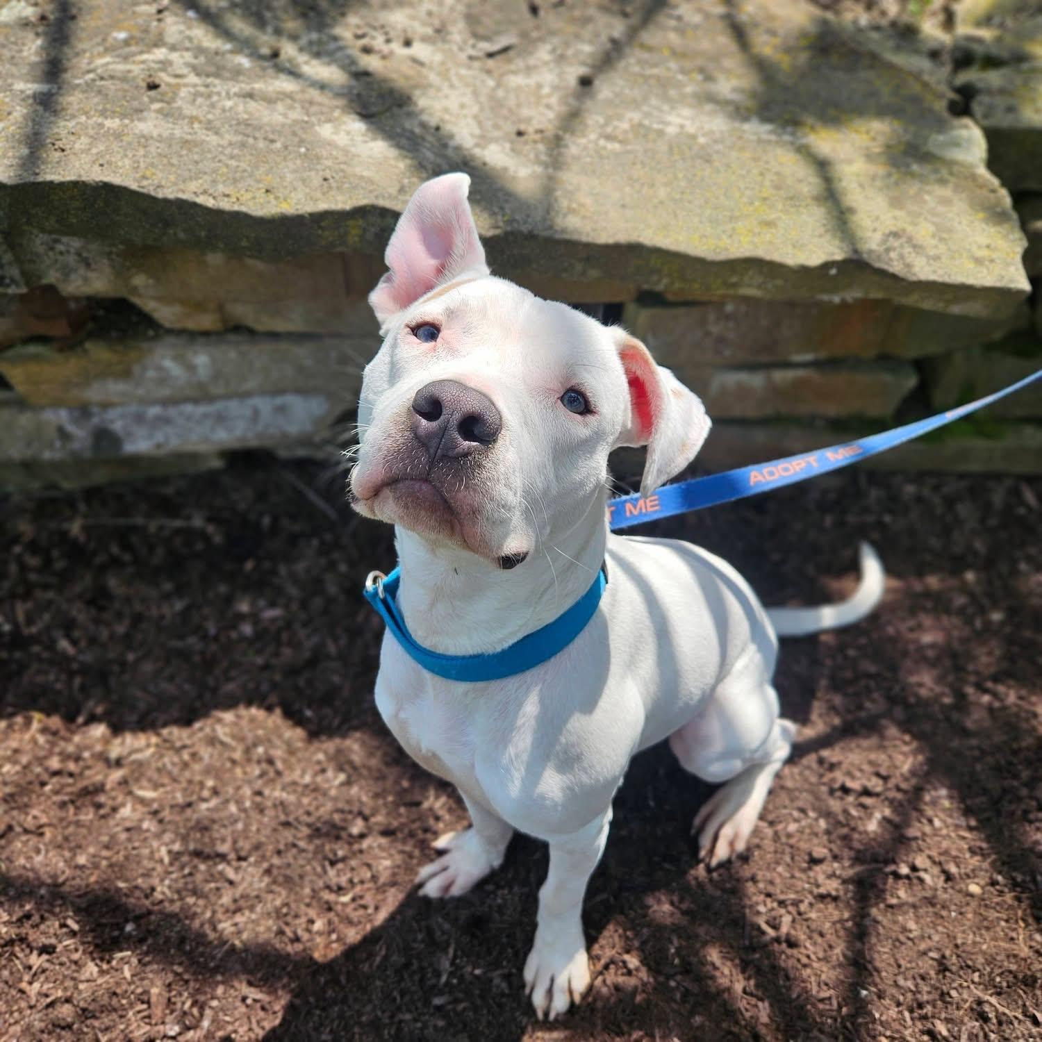 Enlarge Zero, a ADOPTABLE mixed breed in Grafton, OH image 6/6