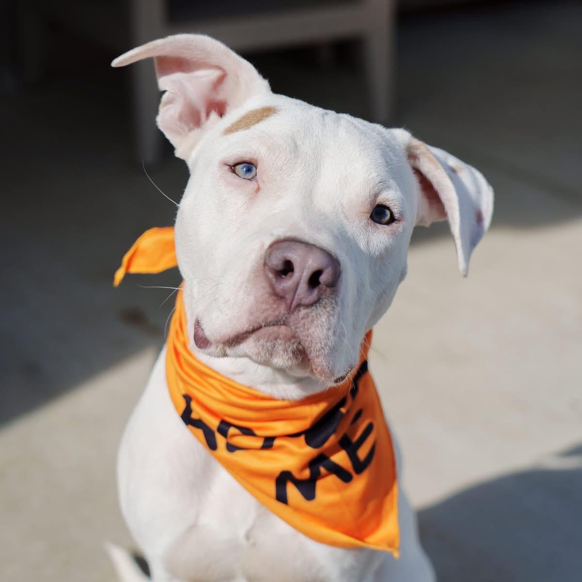 Zero, ADOPTABLE, Young Male Pit Bull Terrier.