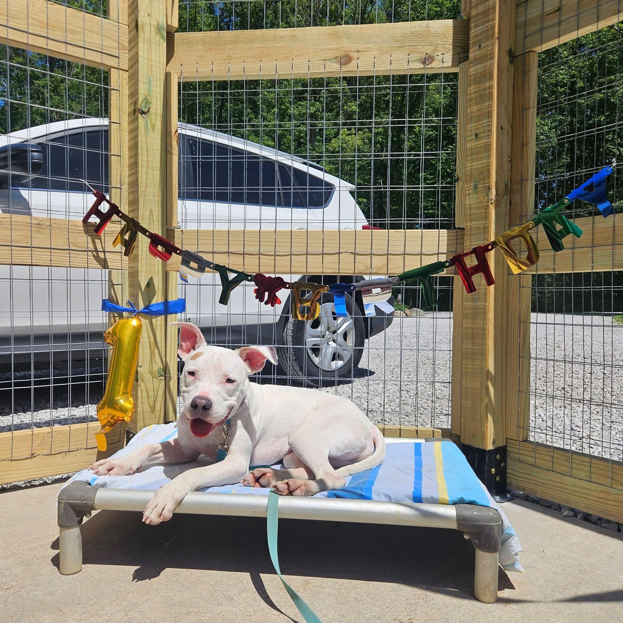 Enlarge Zero, a ADOPTABLE mixed breed in Grafton, OH image 3/6
