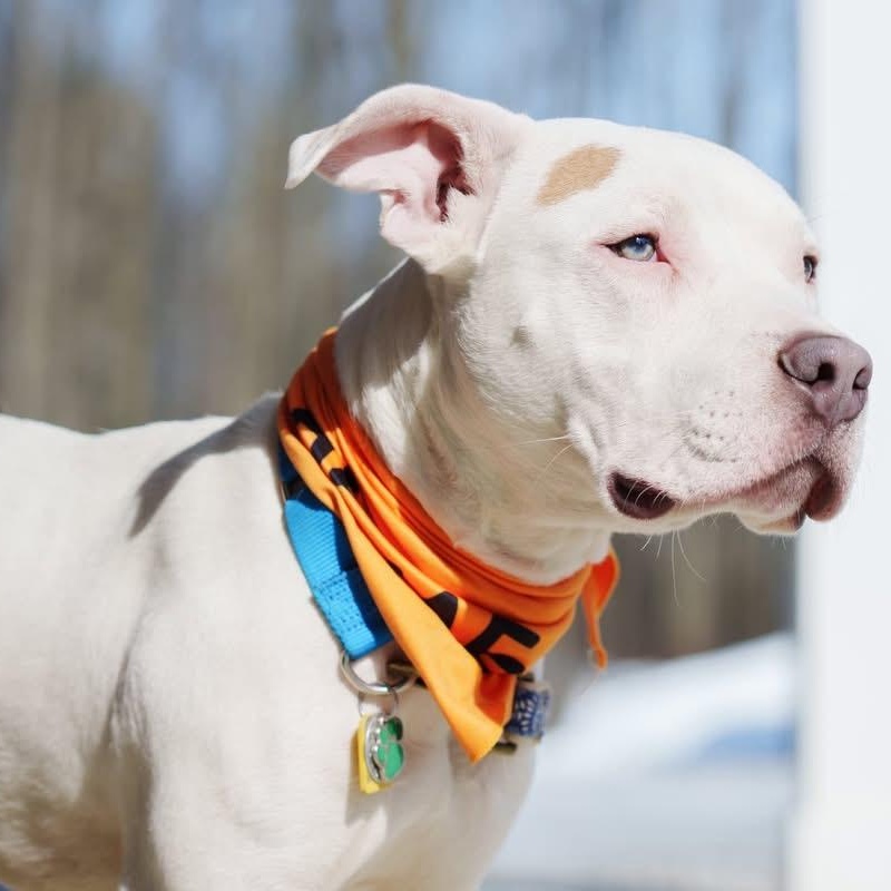 Enlarge Zero, a ADOPTABLE mixed breed in Grafton, OH image 5/6