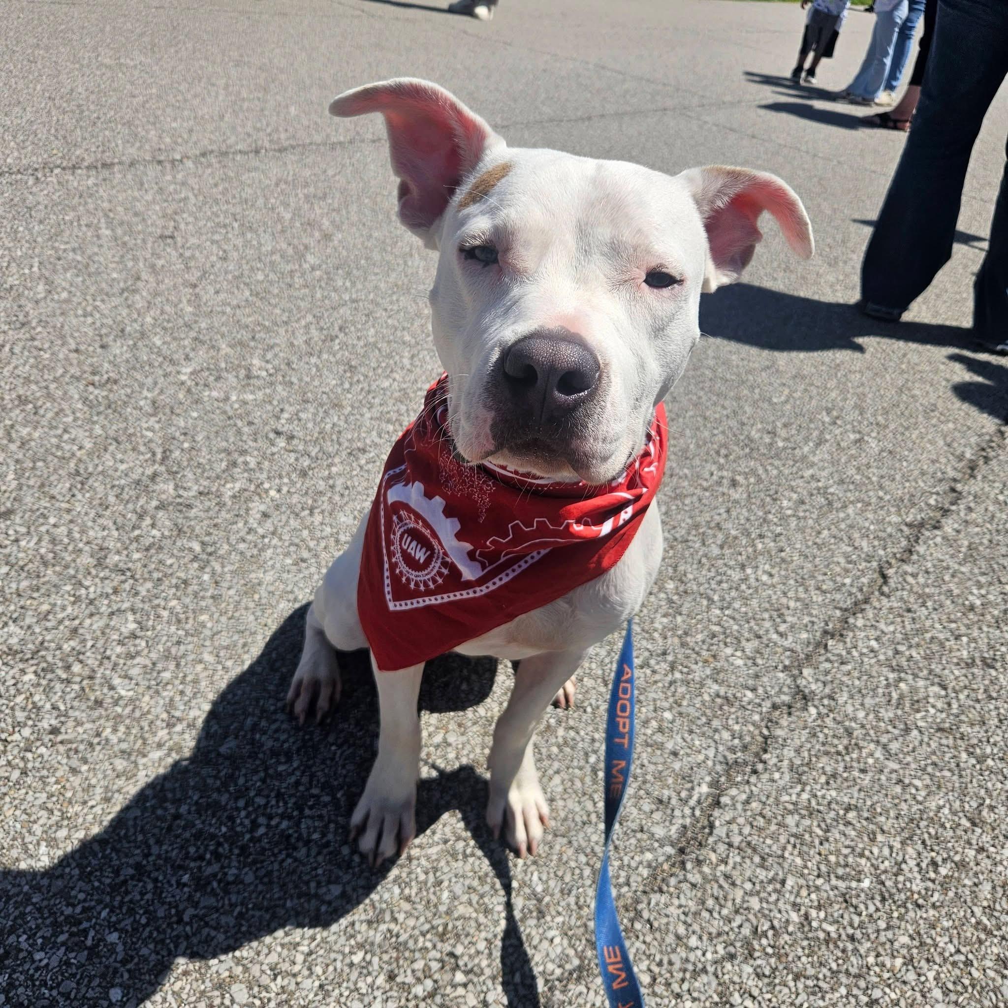 Zero, ADOPTABLE, Young Male Pit Bull Terrier.