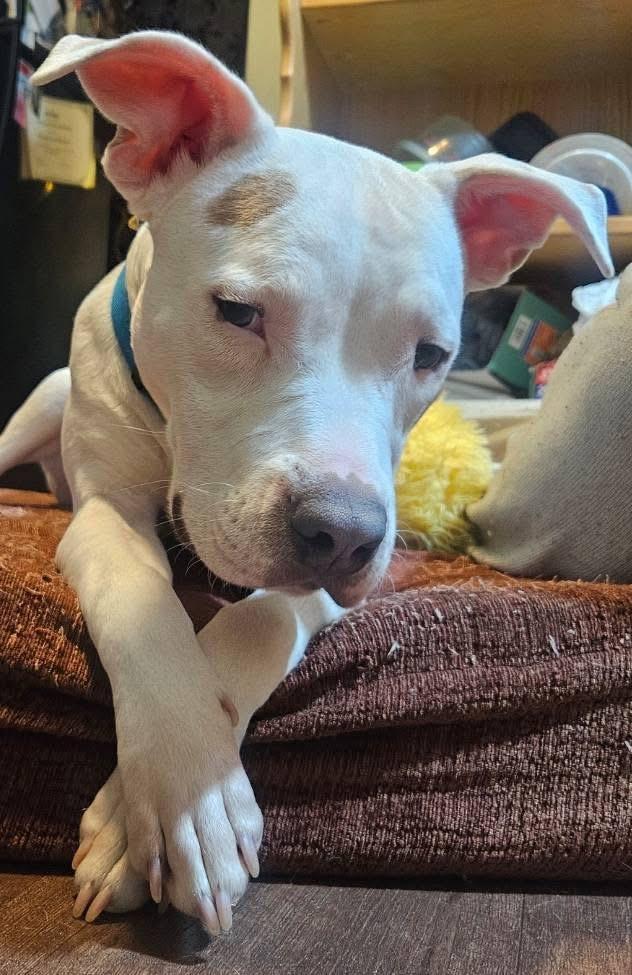 Enlarge Zero, a ADOPTABLE mixed breed in Grafton, OH image 5/6