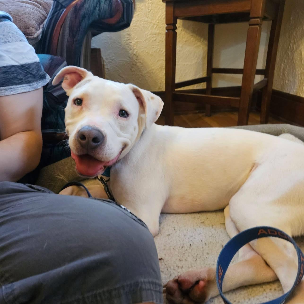 Enlarge Zero, a ADOPTABLE mixed breed in Grafton, OH image 3/6