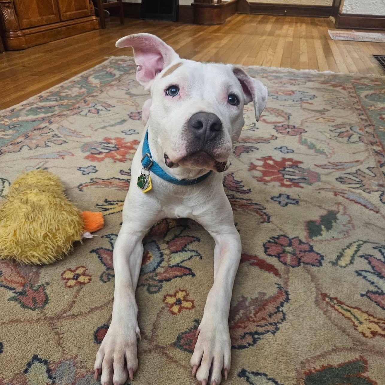 Enlarge Zero, a ADOPTABLE mixed breed in Grafton, OH image 2/6
