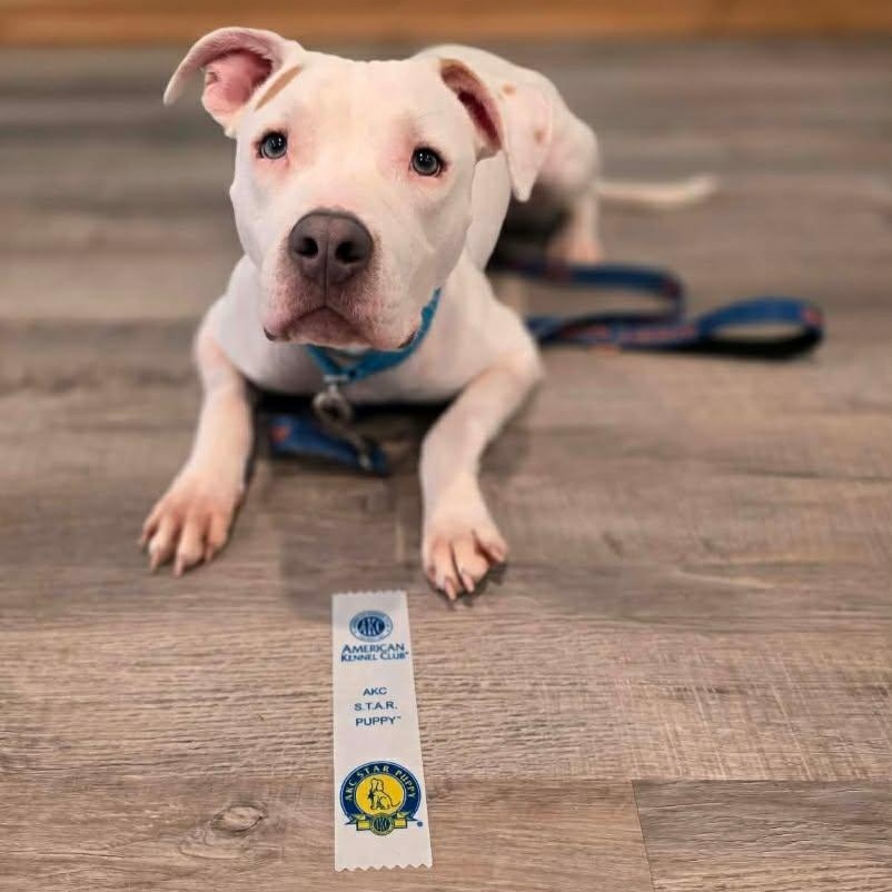 Enlarge Zero, a ADOPTABLE mixed breed in Grafton, OH image 4/6