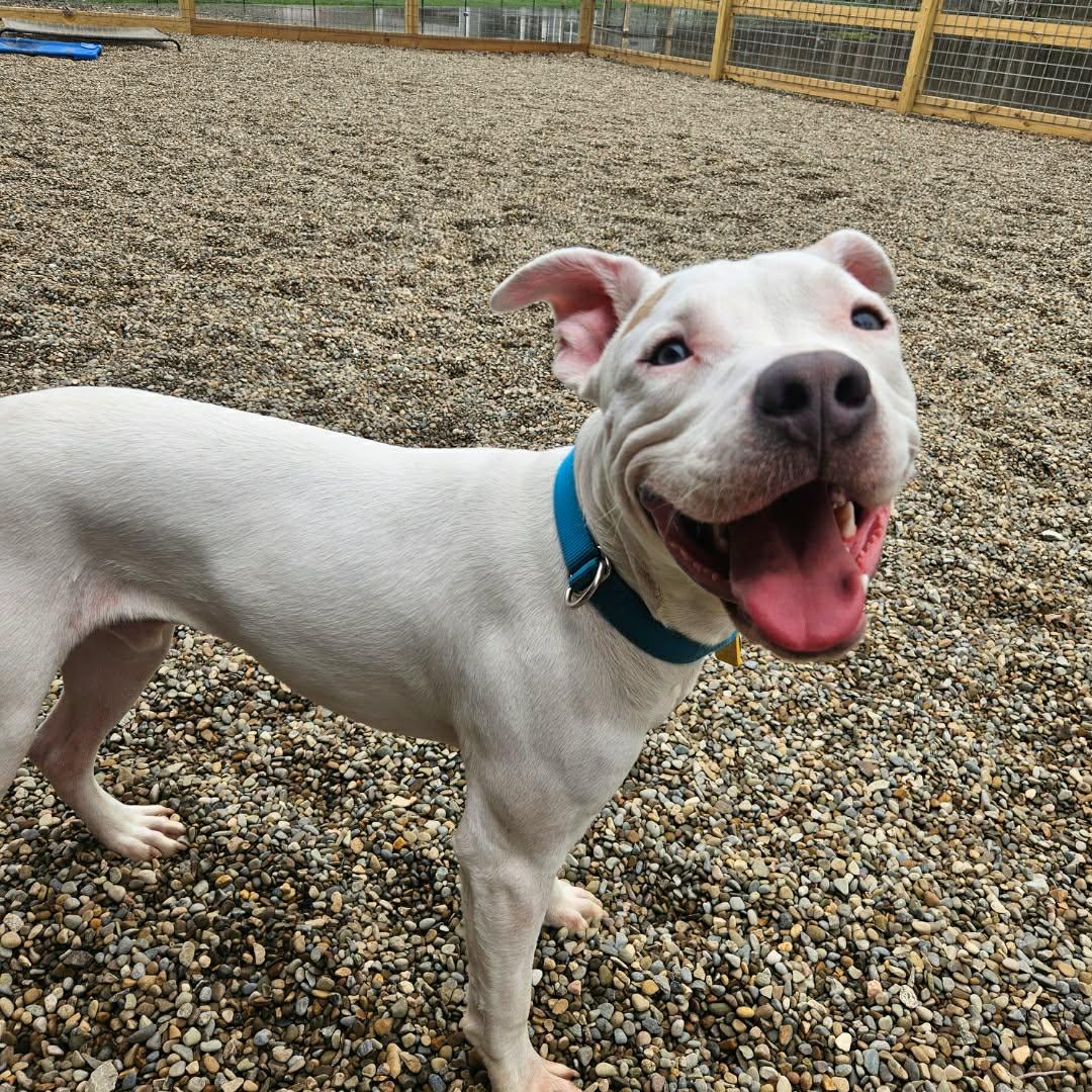 Enlarge Zero, a ADOPTABLE mixed breed in Grafton, OH image 6/6