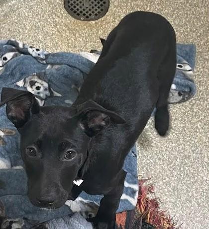 Enlarge Rikki, a Adoptable mixed breed in Washington, DC image 1/1