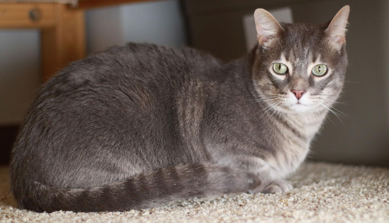 Enlarge Casper, a Adoptable mixed breed in Mankato, MN image 1/3