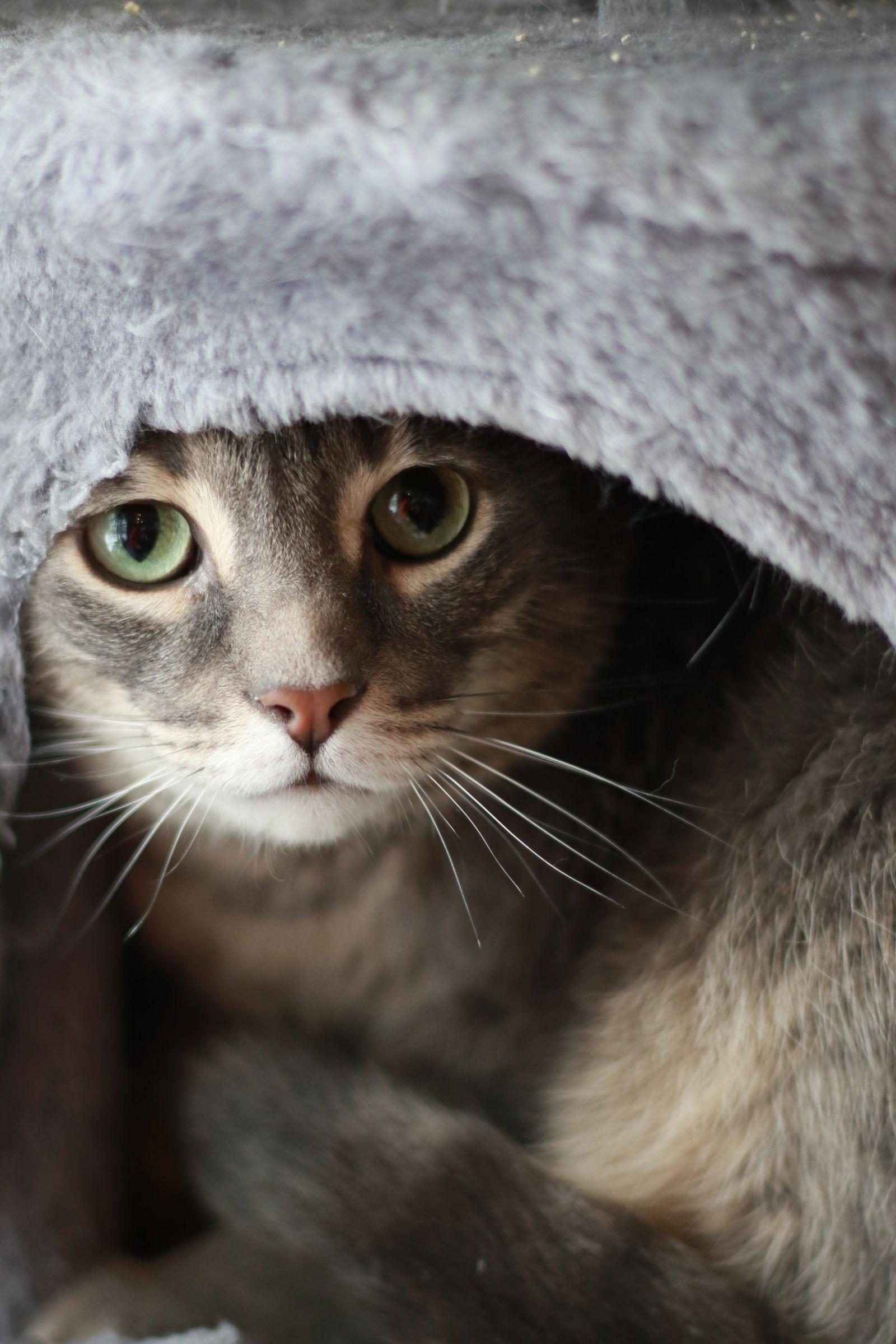 Enlarge Casper, a Adoptable mixed breed in Mankato, MN image 2/3