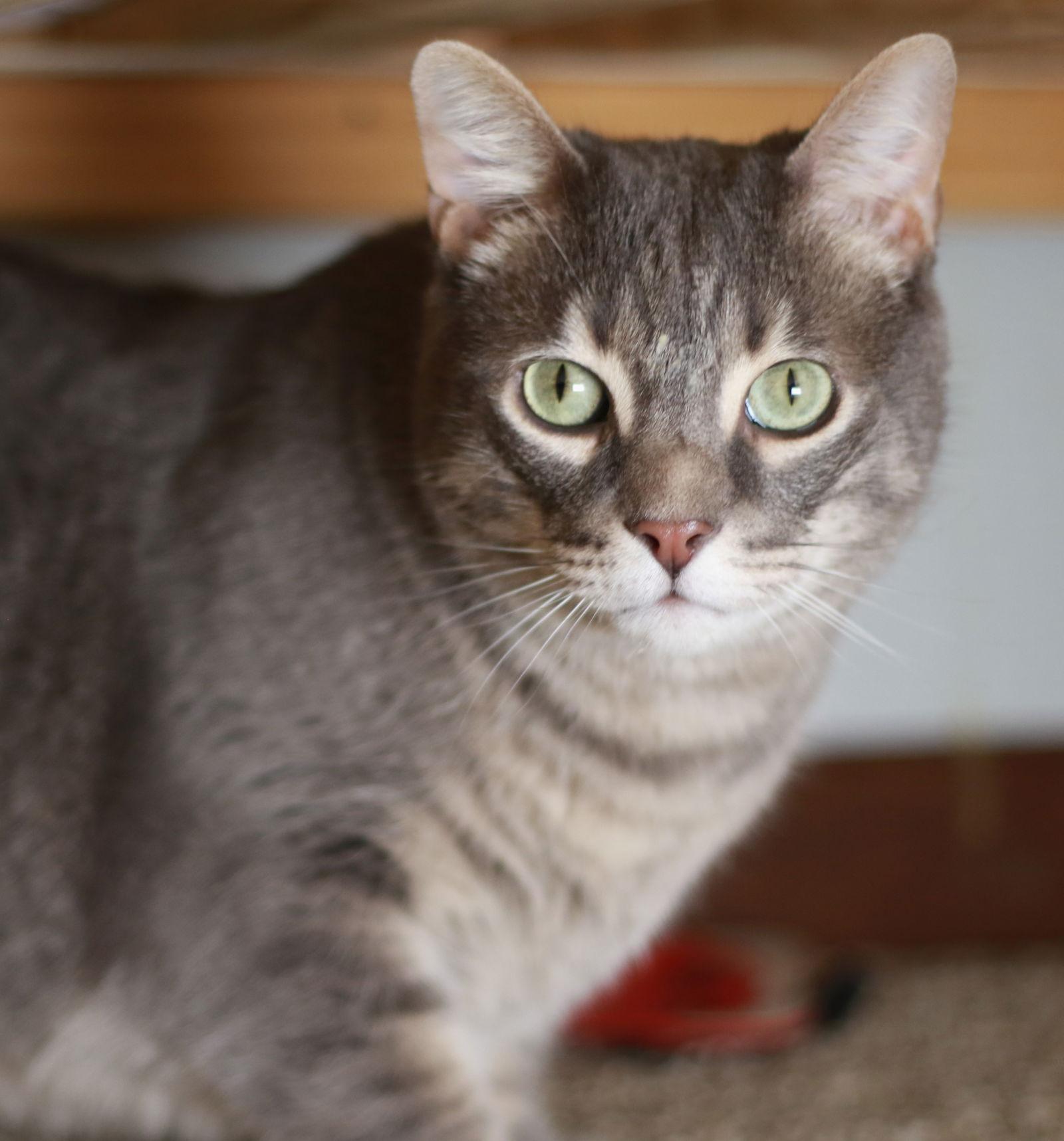 Enlarge Casper, a Adoptable mixed breed in Mankato, MN image 3/3