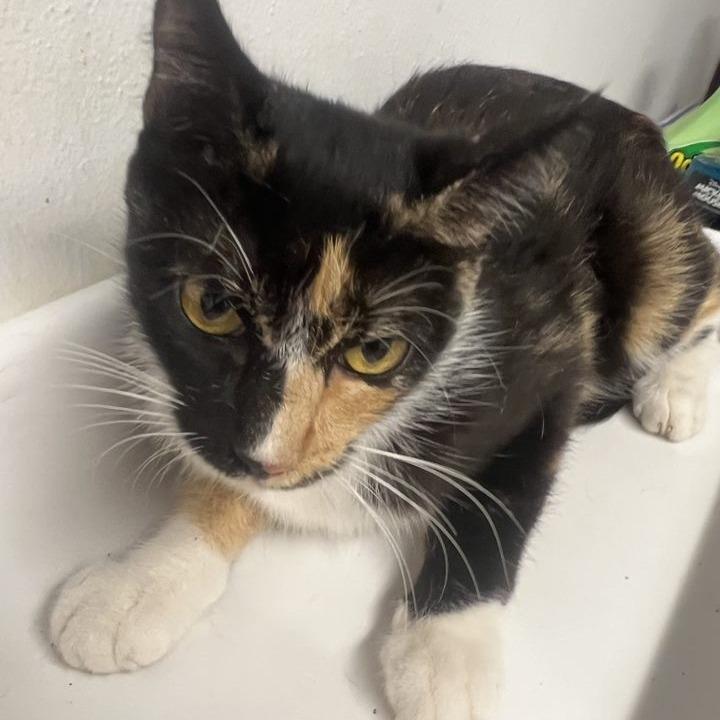 Rowena Ravenclaw, Adoptable, Adult Female Domestic Short Hair.