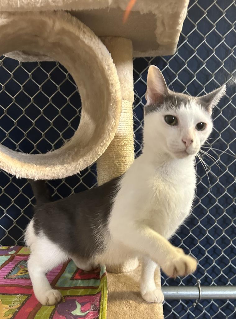 Enlarge Wanda, a Adoptable mixed breed in Waverly, NY image 1/6