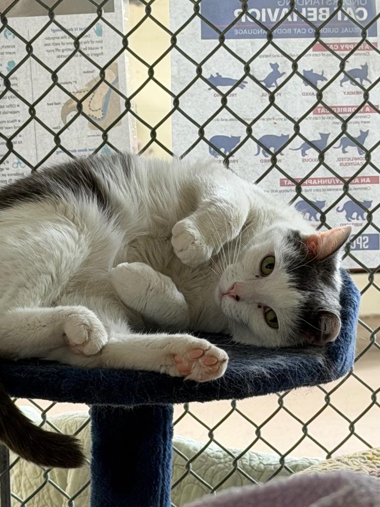 Enlarge Wanda, a Adoptable mixed breed in Waverly, NY image 2/6