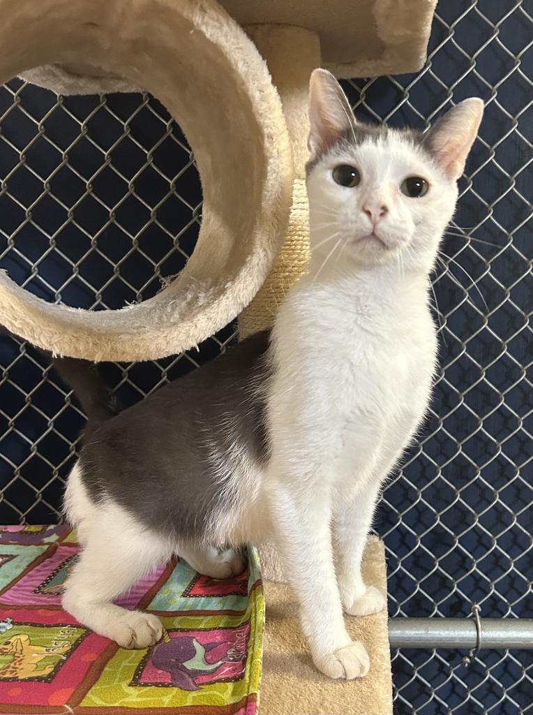 Wanda, Adoptable, Young Female Domestic Short Hair.