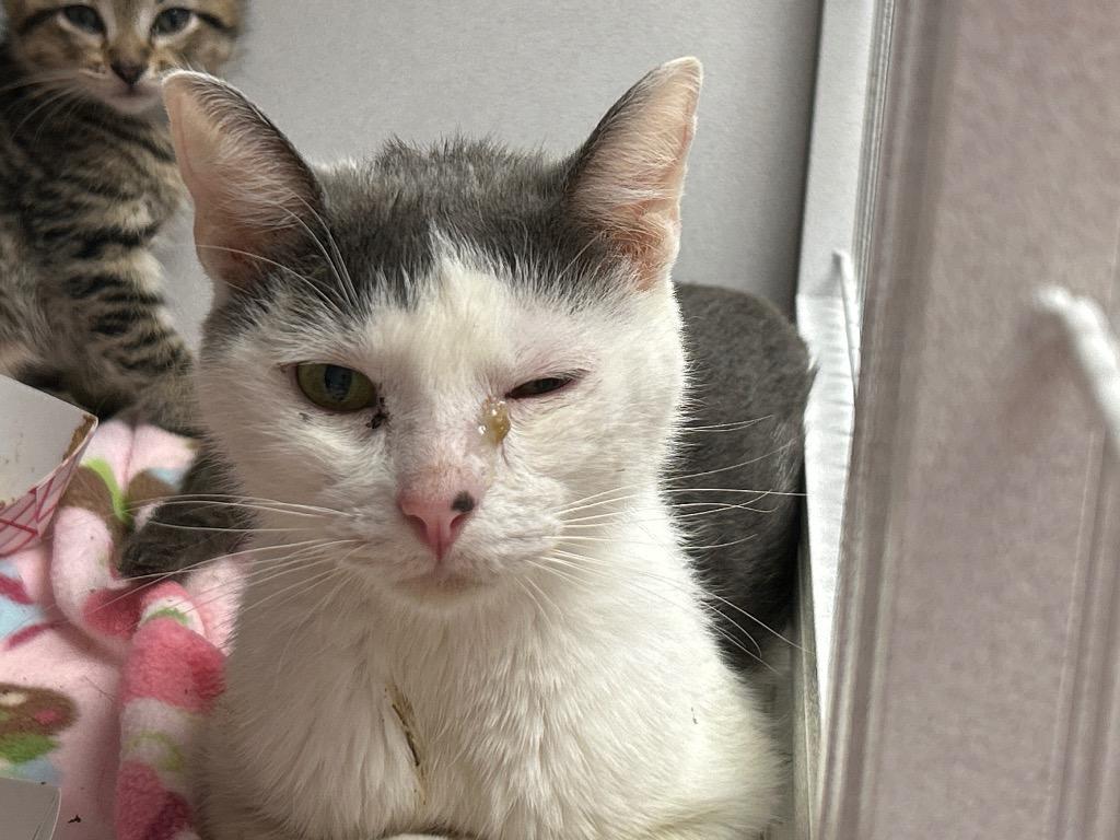 Enlarge Wanda, a Adoptable mixed breed in Waverly, NY image 3/6