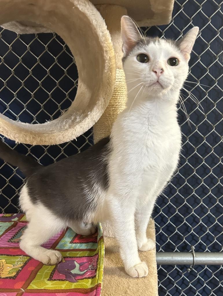 Enlarge Wanda, a Adoptable mixed breed in Waverly, NY image 4/6