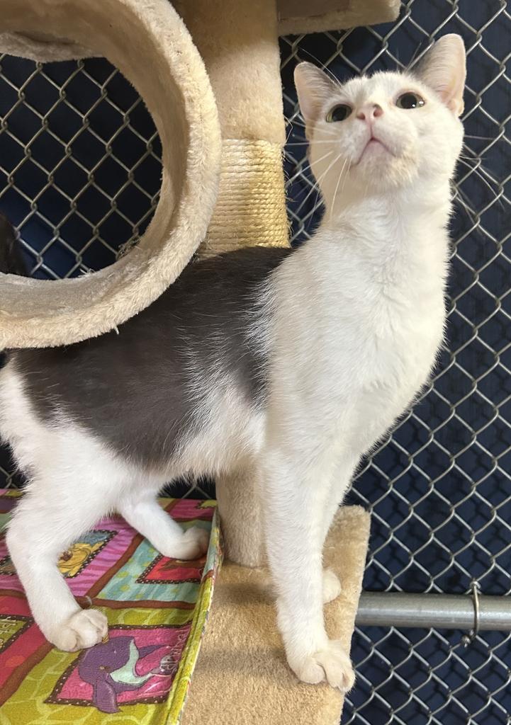 Enlarge Wanda, a Adoptable mixed breed in Waverly, NY image 5/6