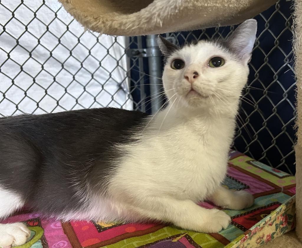 Enlarge Wanda, a Adoptable mixed breed in Waverly, NY image 6/6