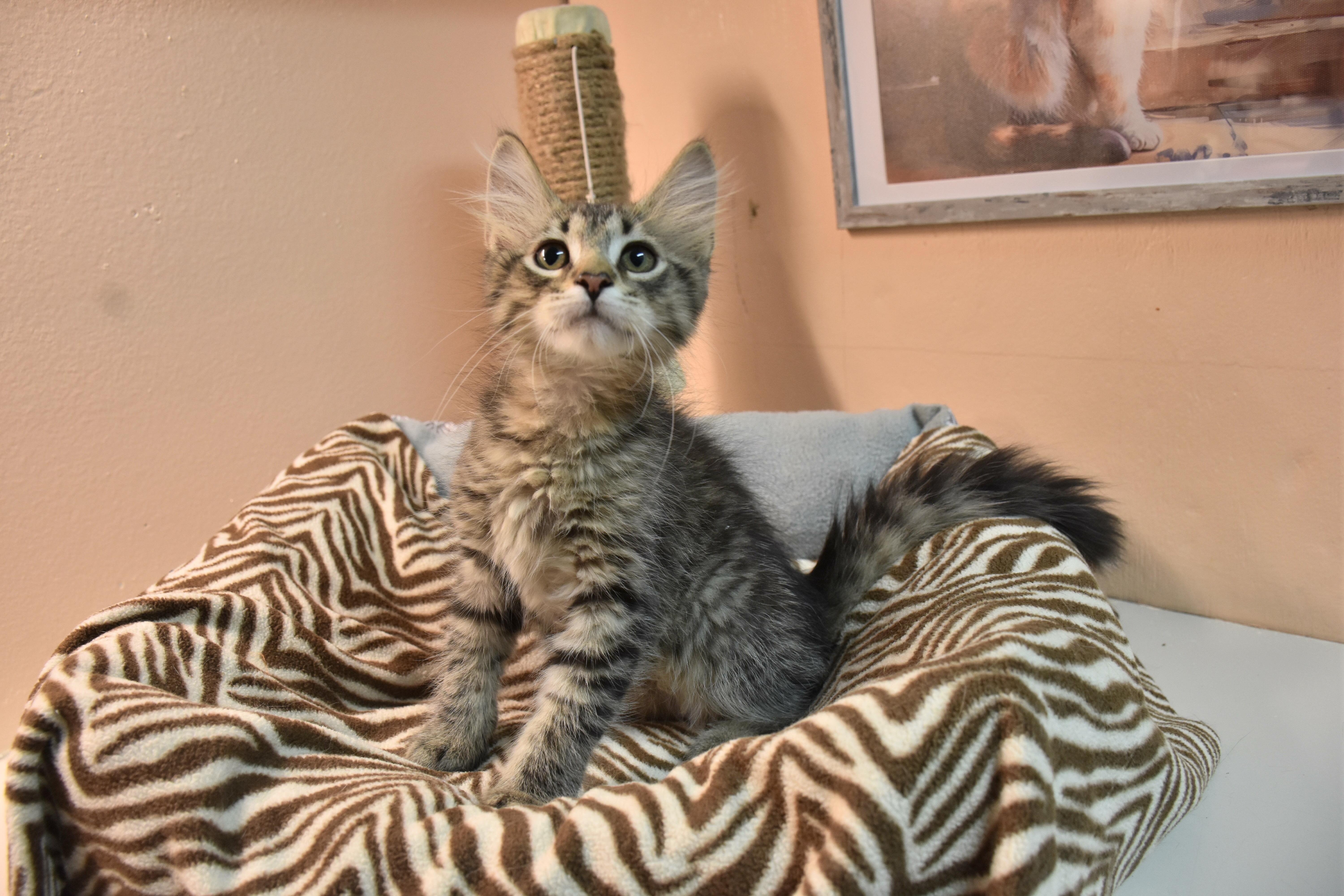 Enlarge Pheelux, a ADOPTABLE Domestic Short Hair in North Judson, IN image 1/1