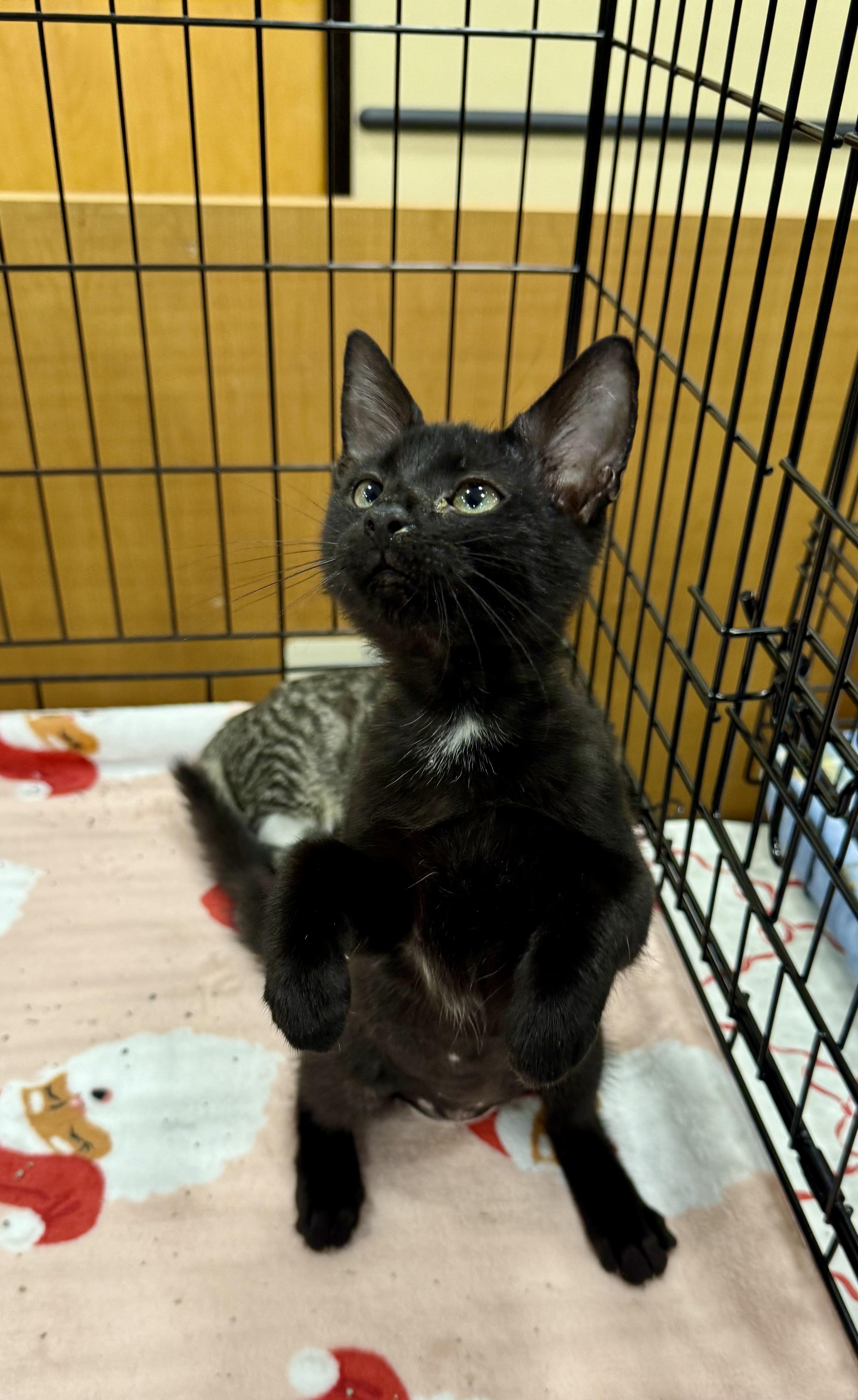 Enlarge Chess pie, an adopted Domestic Short Hair in New Port Richey, FL image 2/2