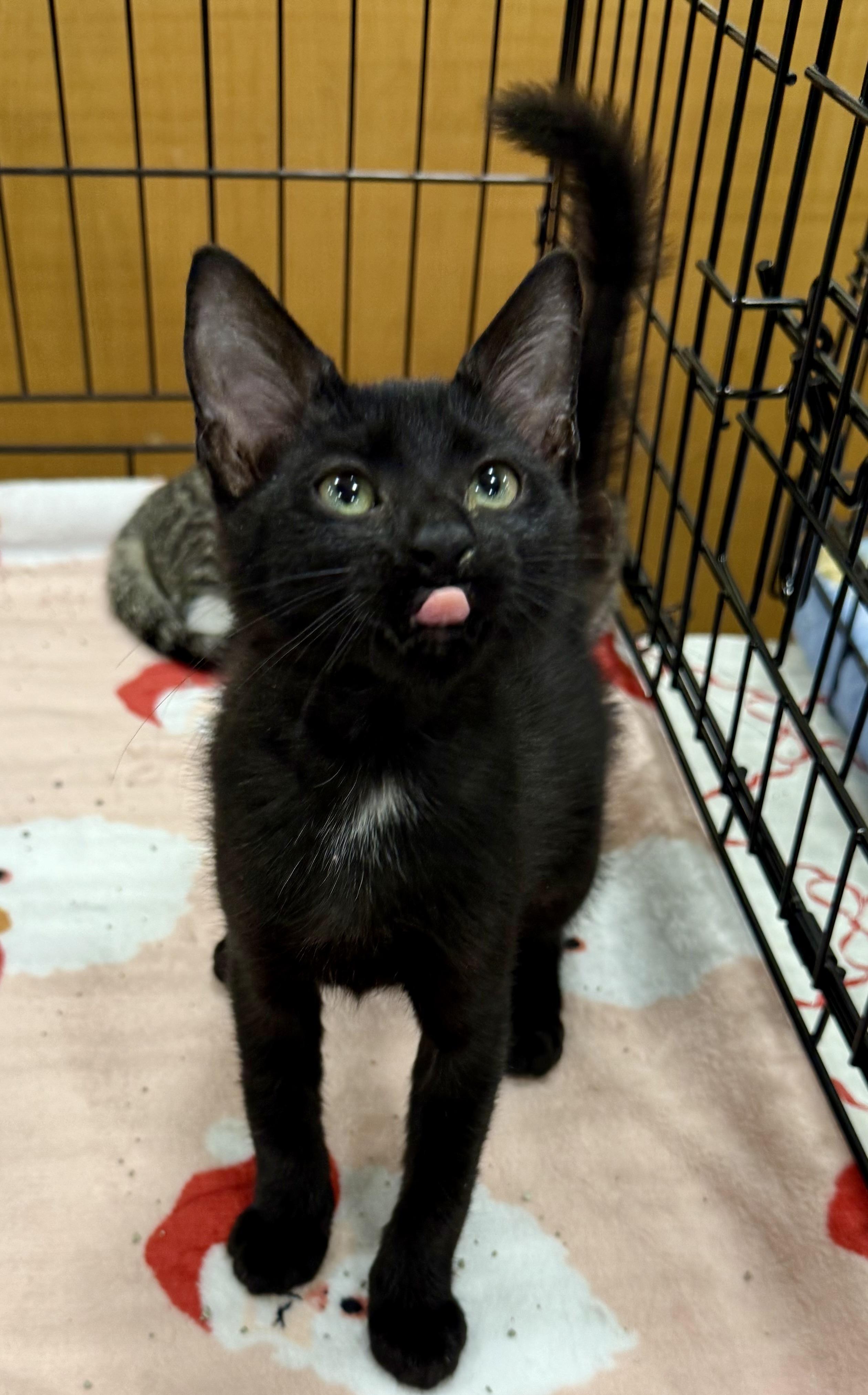 Enlarge Chess pie, an adopted Domestic Short Hair in New Port Richey, FL image 1/2