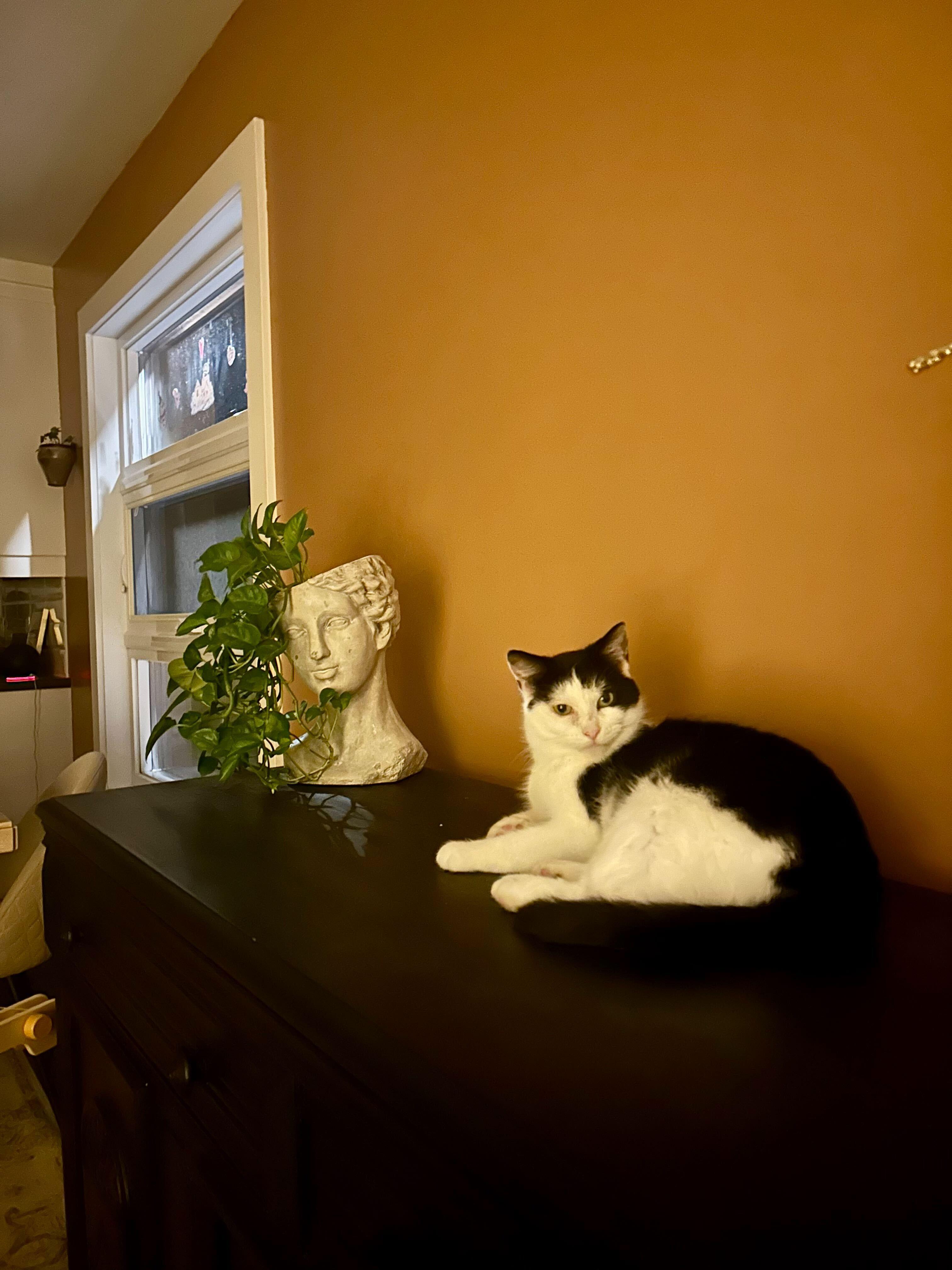 Daisy, an adoptable Domestic Short Hair in Wakefield, QC image 6/6