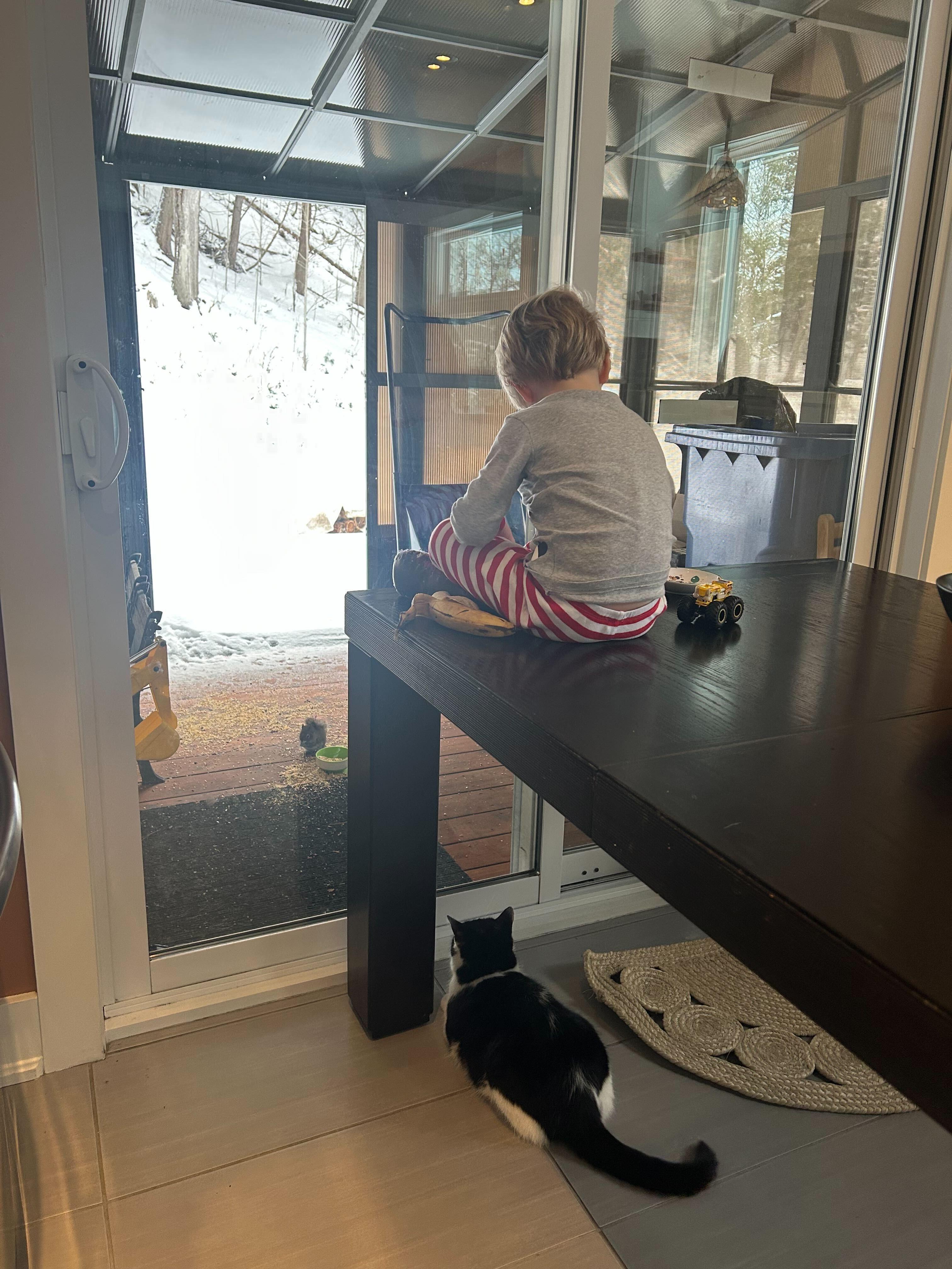 Daisy, an adoptable Domestic Short Hair in Wakefield, QC image 5/6