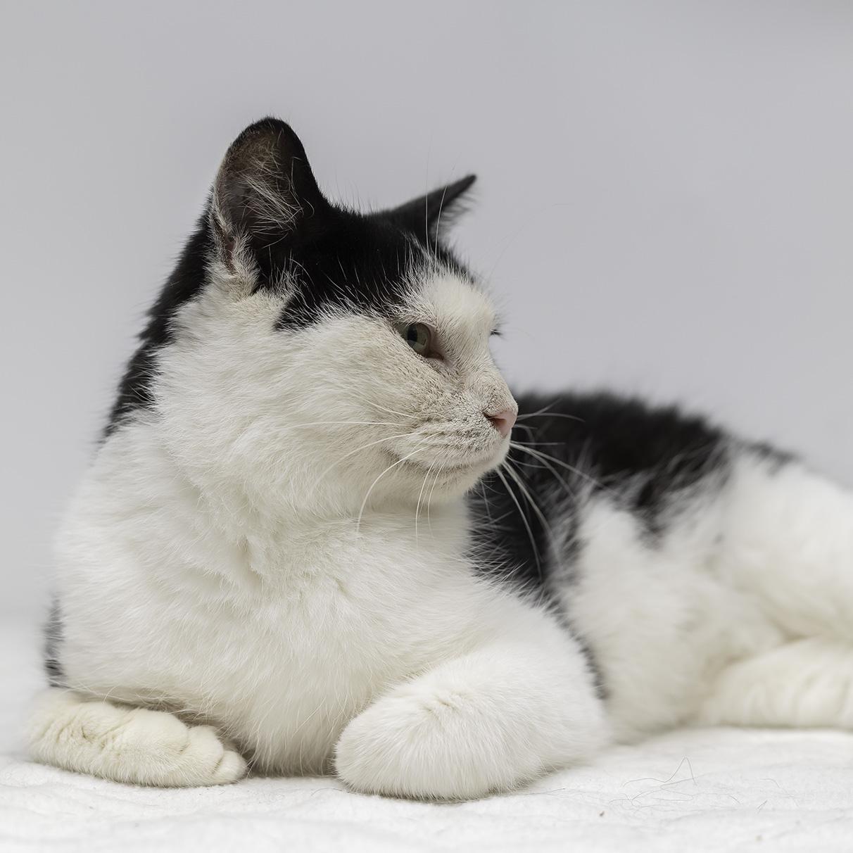 Daisy, a Adoptable Domestic Short Hair in Wakefield, QC image 4/4