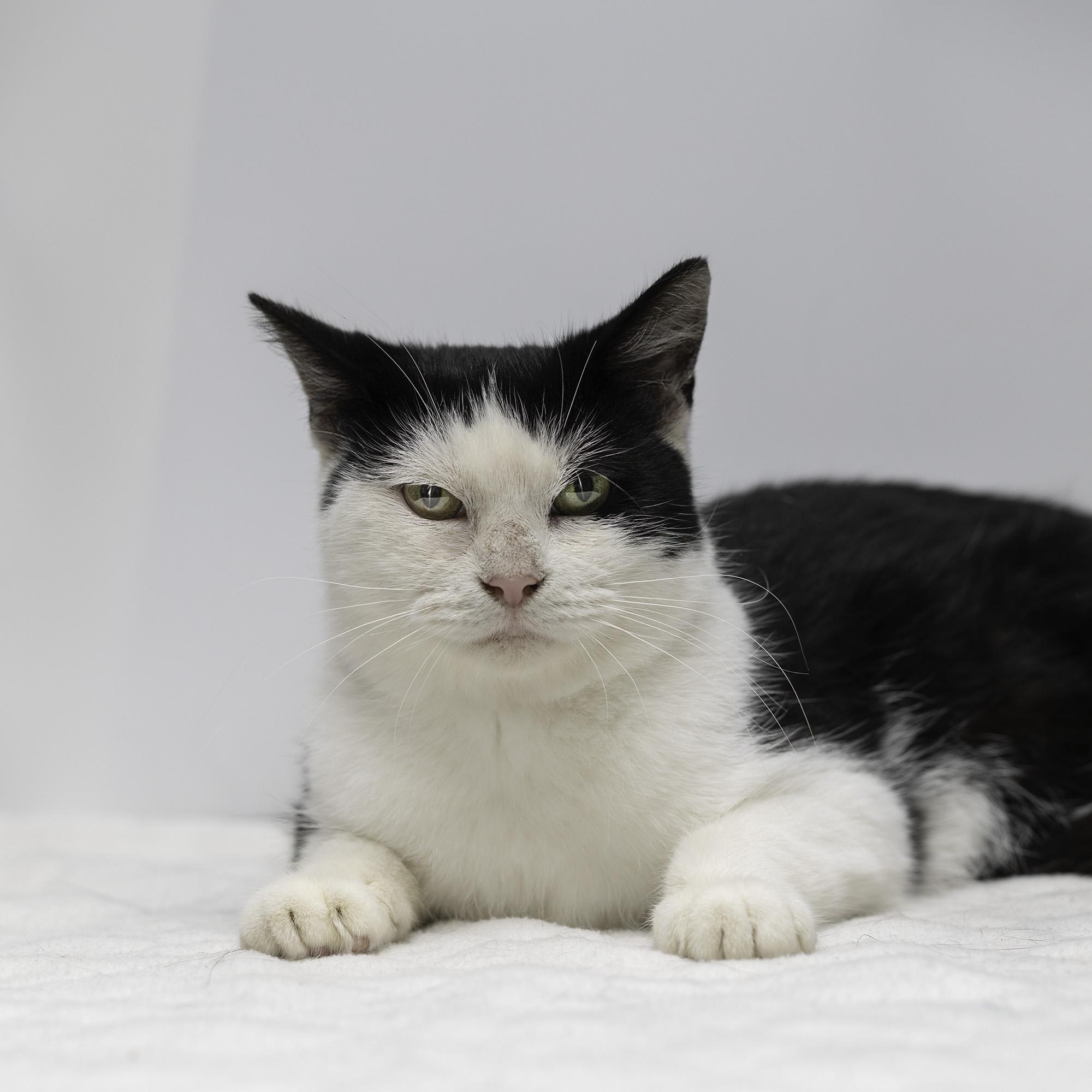 Daisy, a Adoptable Domestic Short Hair in Wakefield, QC image 2/4